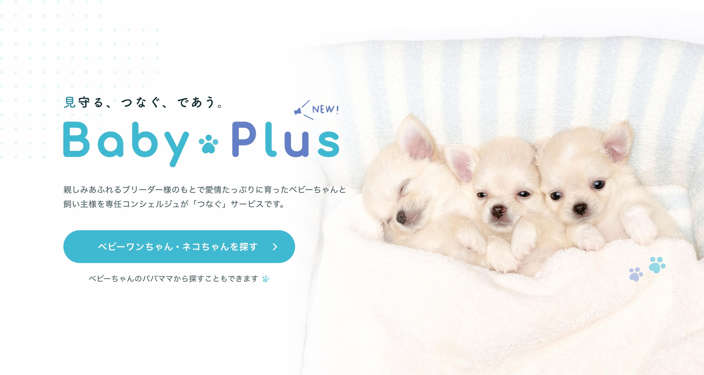 Baby Plus