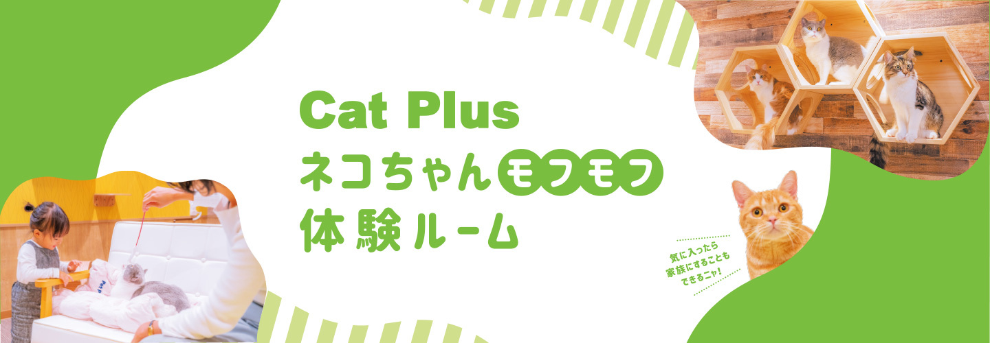 ねこちゃんの写真