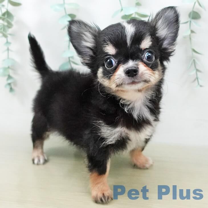 予約投稿テストカワマタ