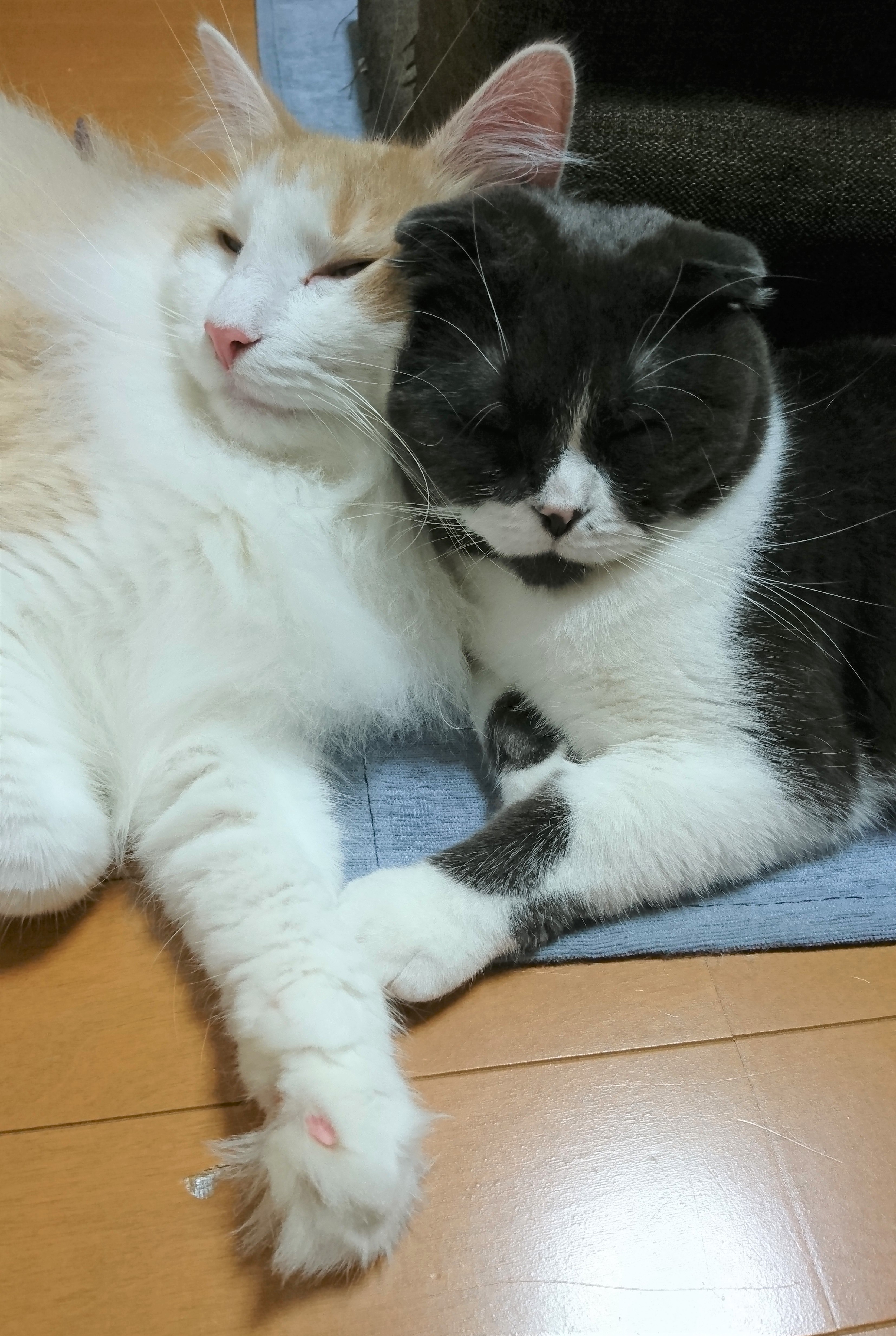 イヴちゃん&バロン