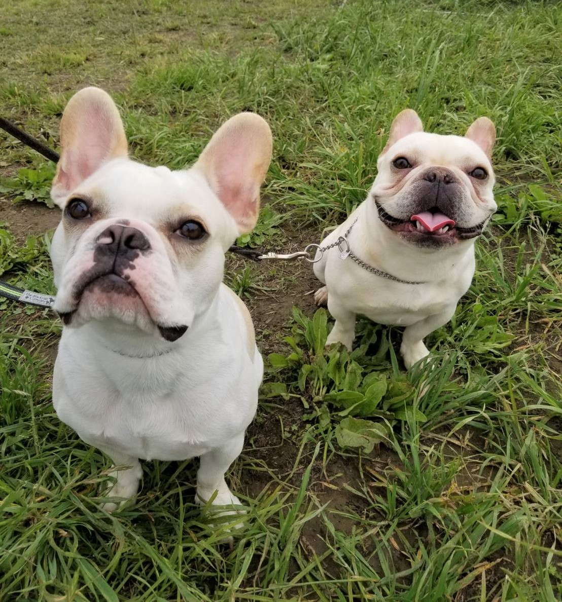 ぷー太ちゃん&茶々丸