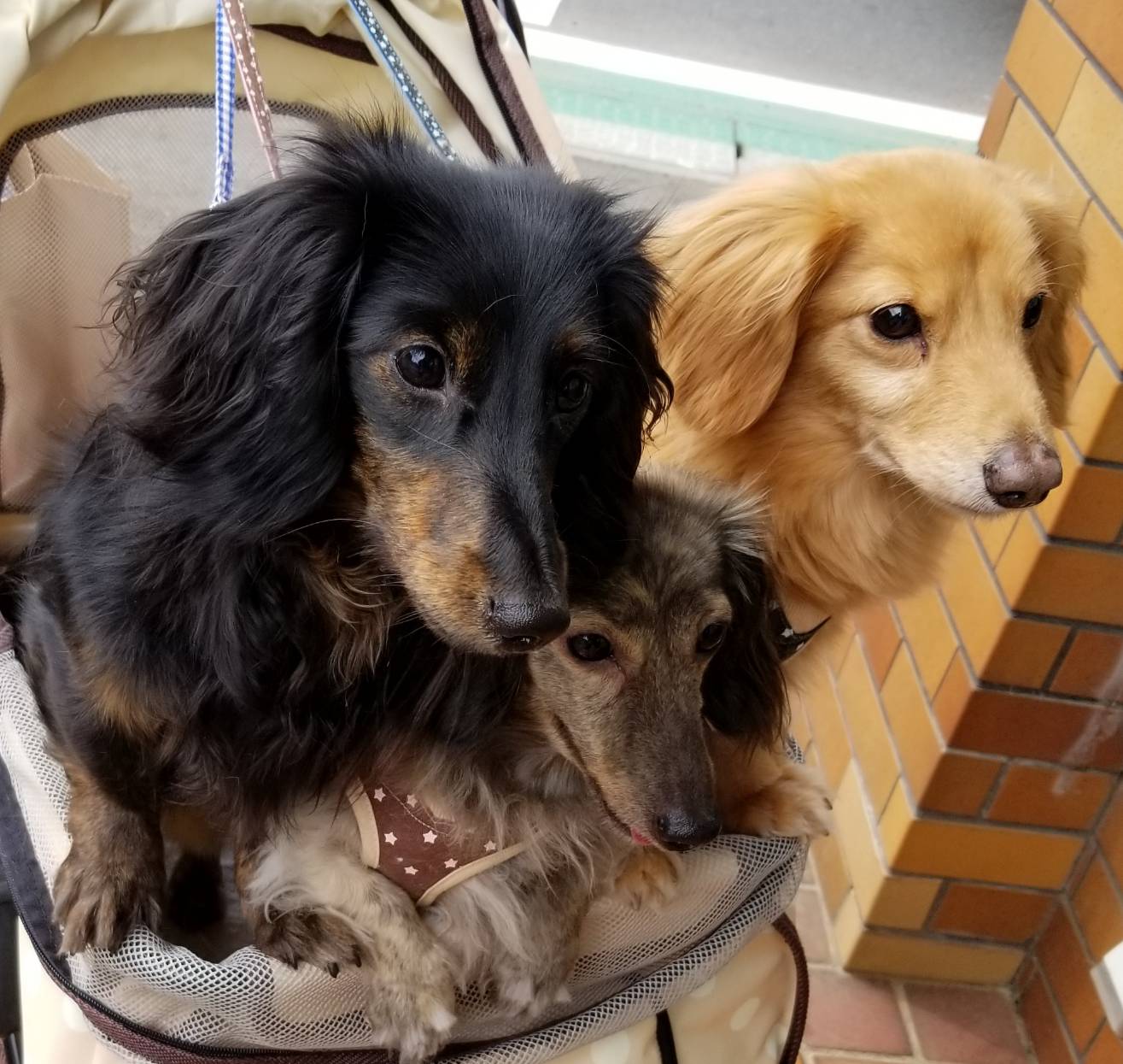 あんずちゃん&龍