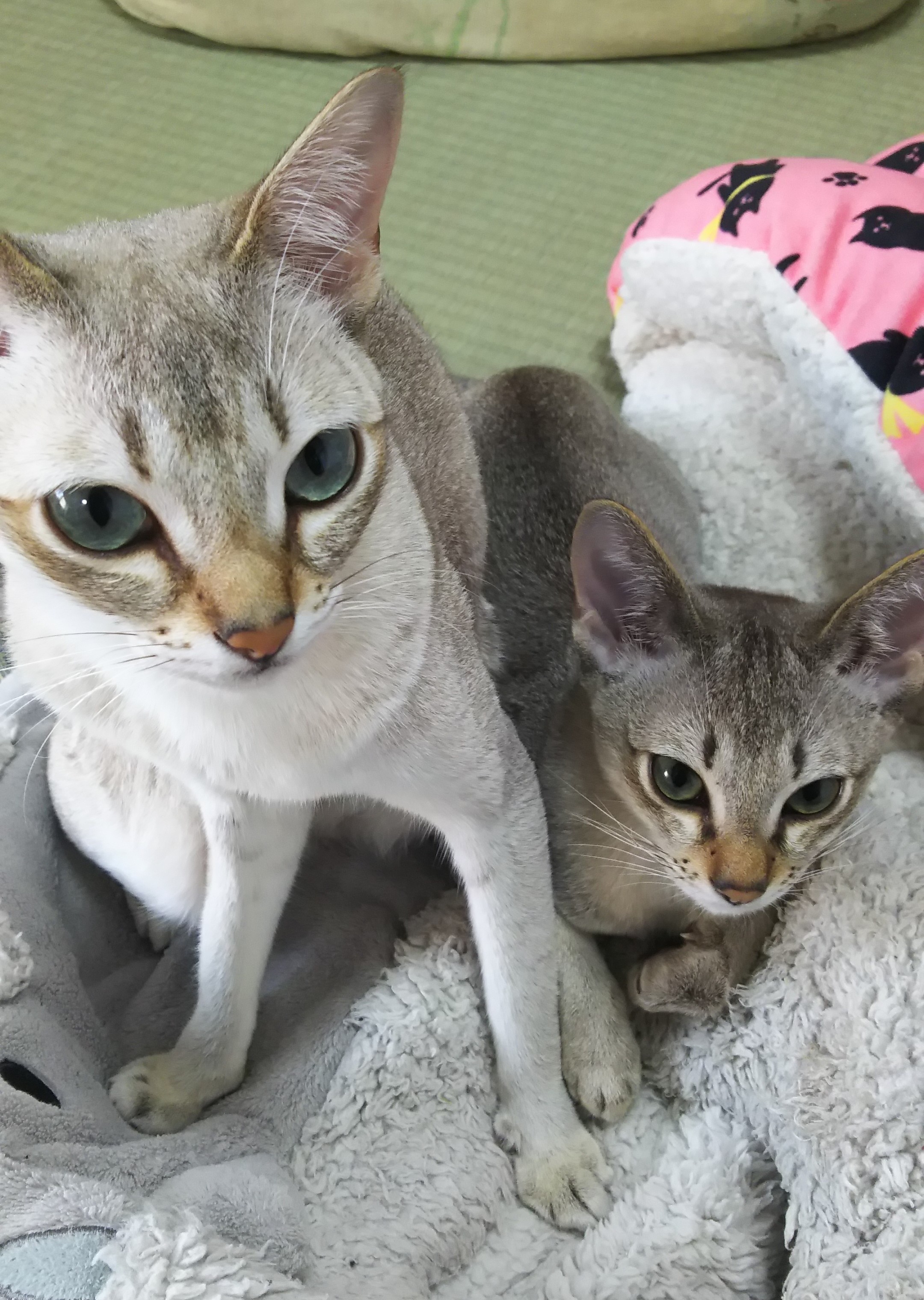 あいちゃん&ゲン