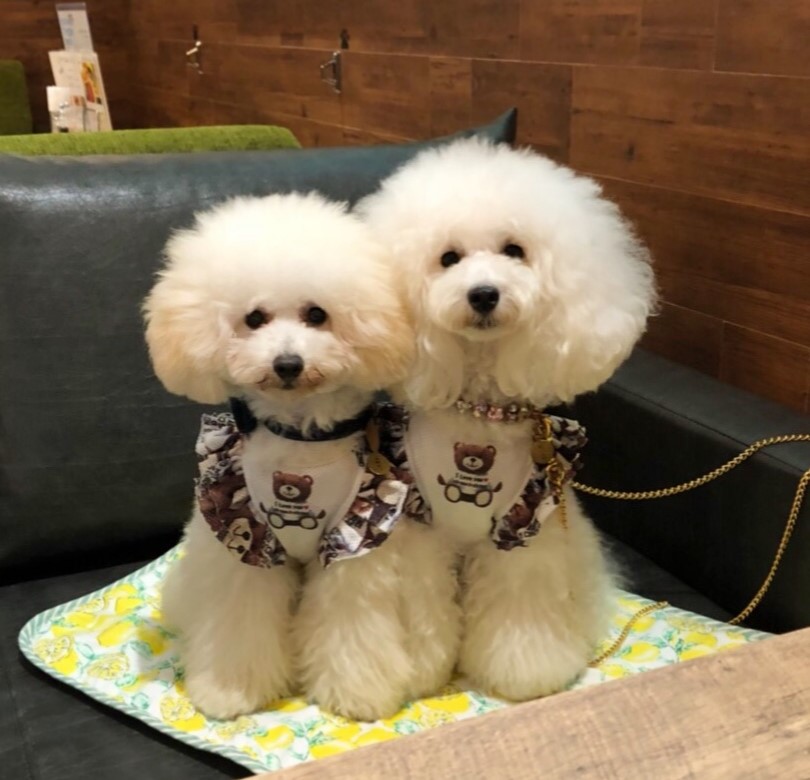 fleurちゃん&rosē