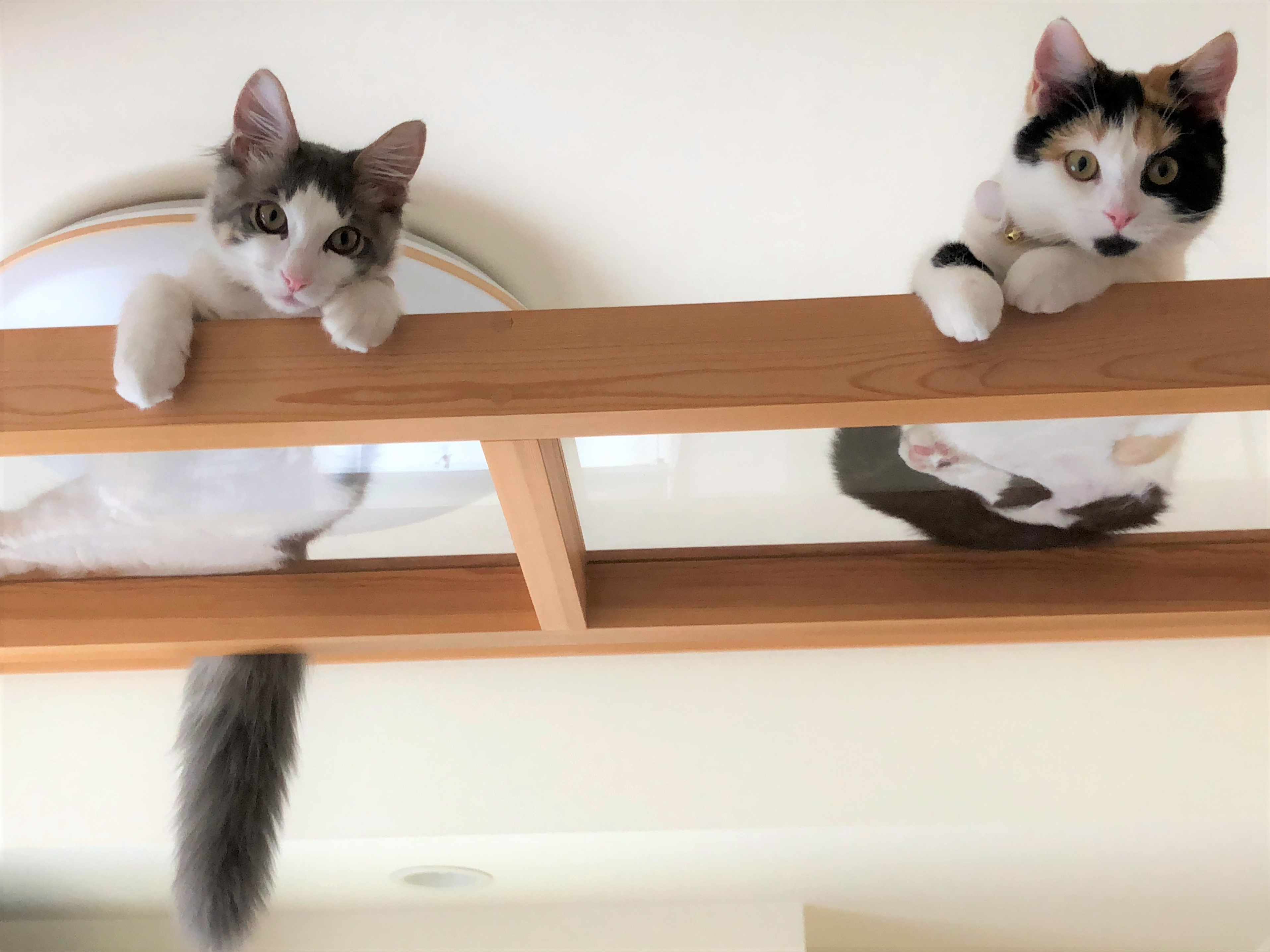 きなこちゃん&メイ