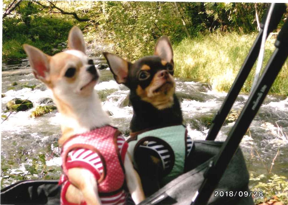 きなこちゃん&だいふく