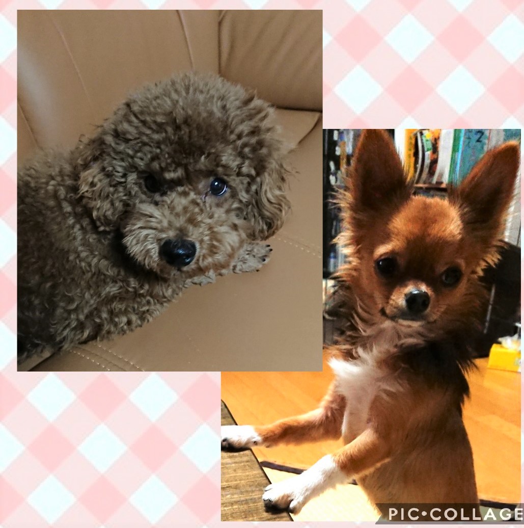 ボムちゃん&のび