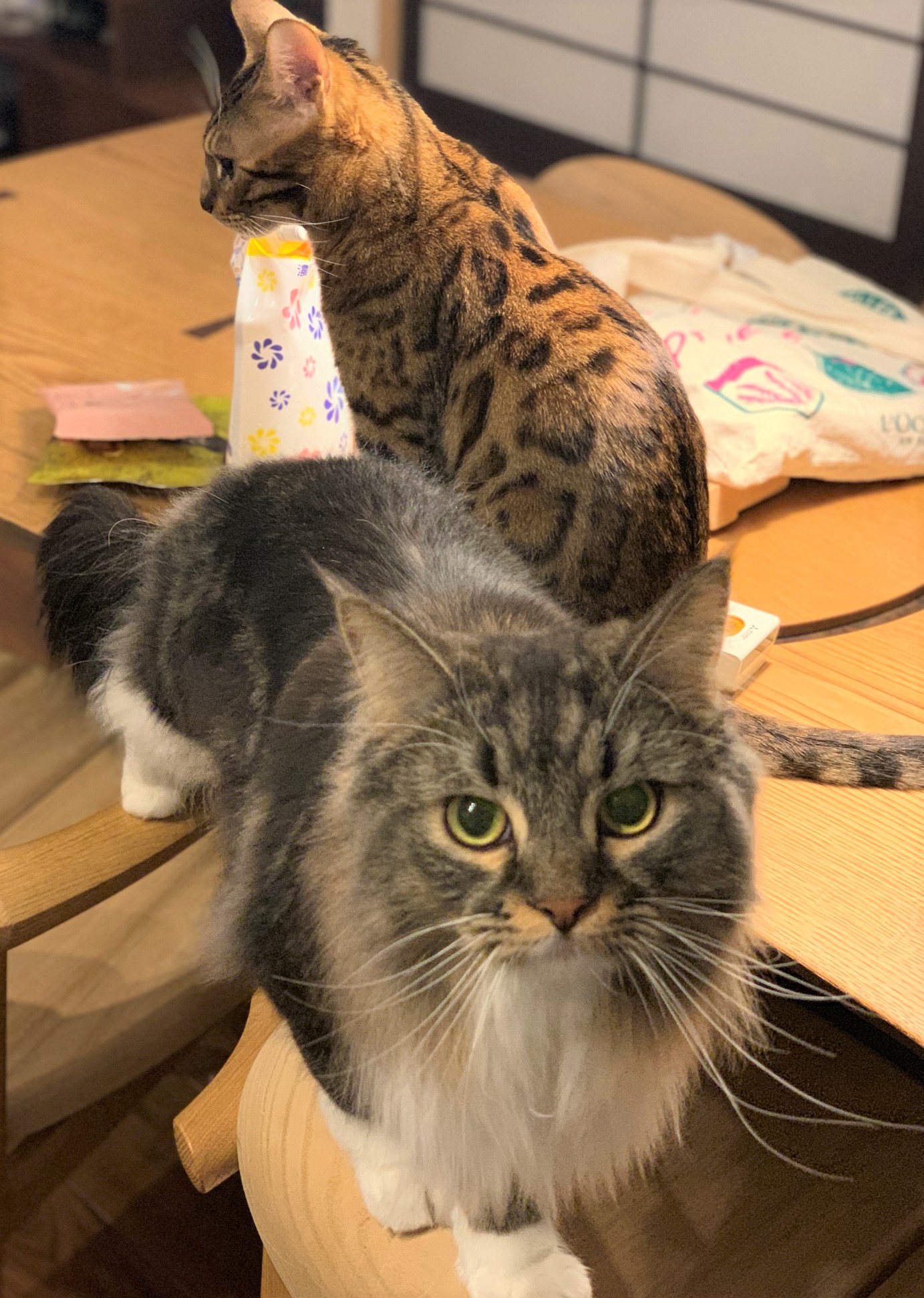 ダイカンちゃん&リン