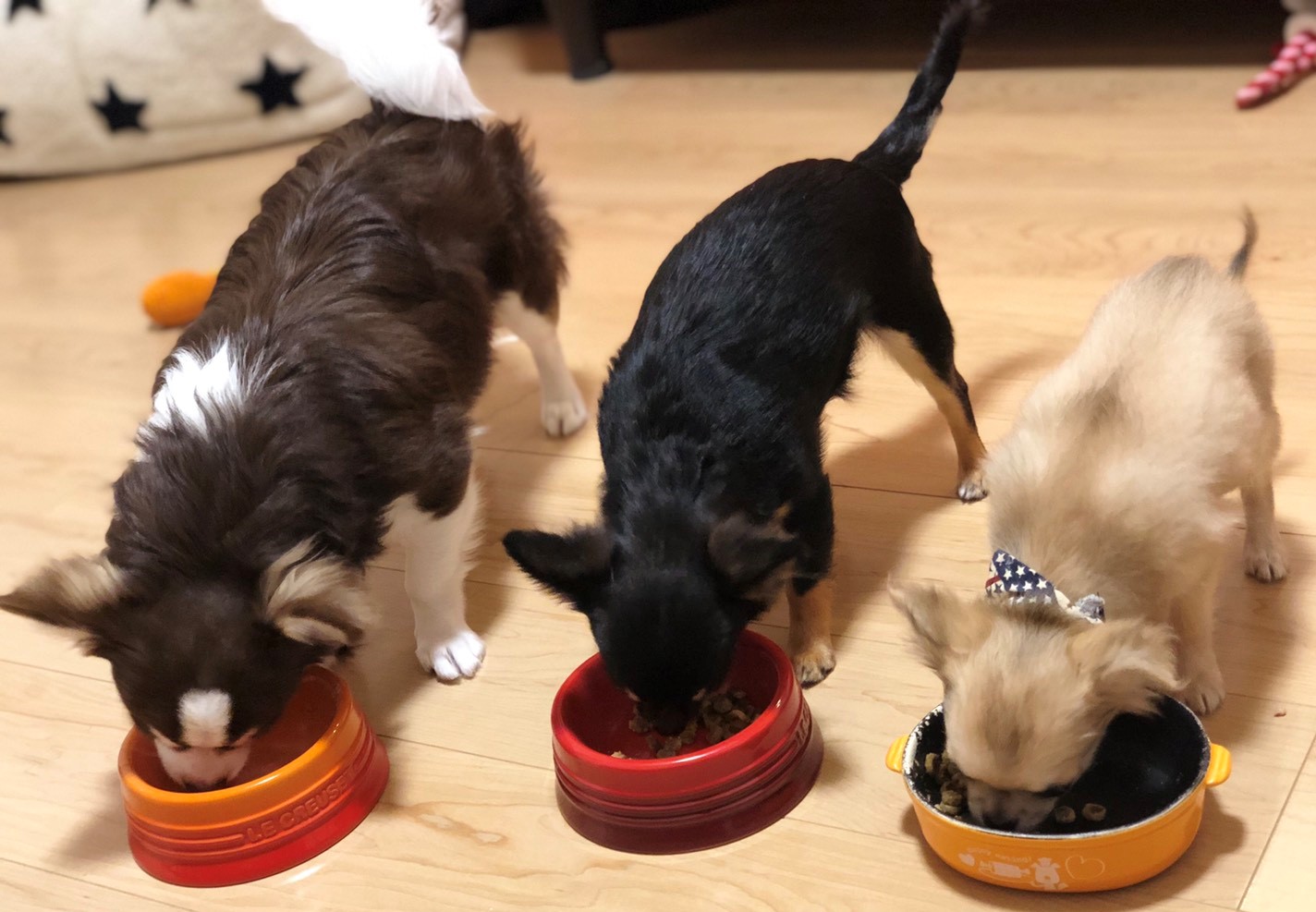 ポロちゃん&ネルちゃん&ノコ