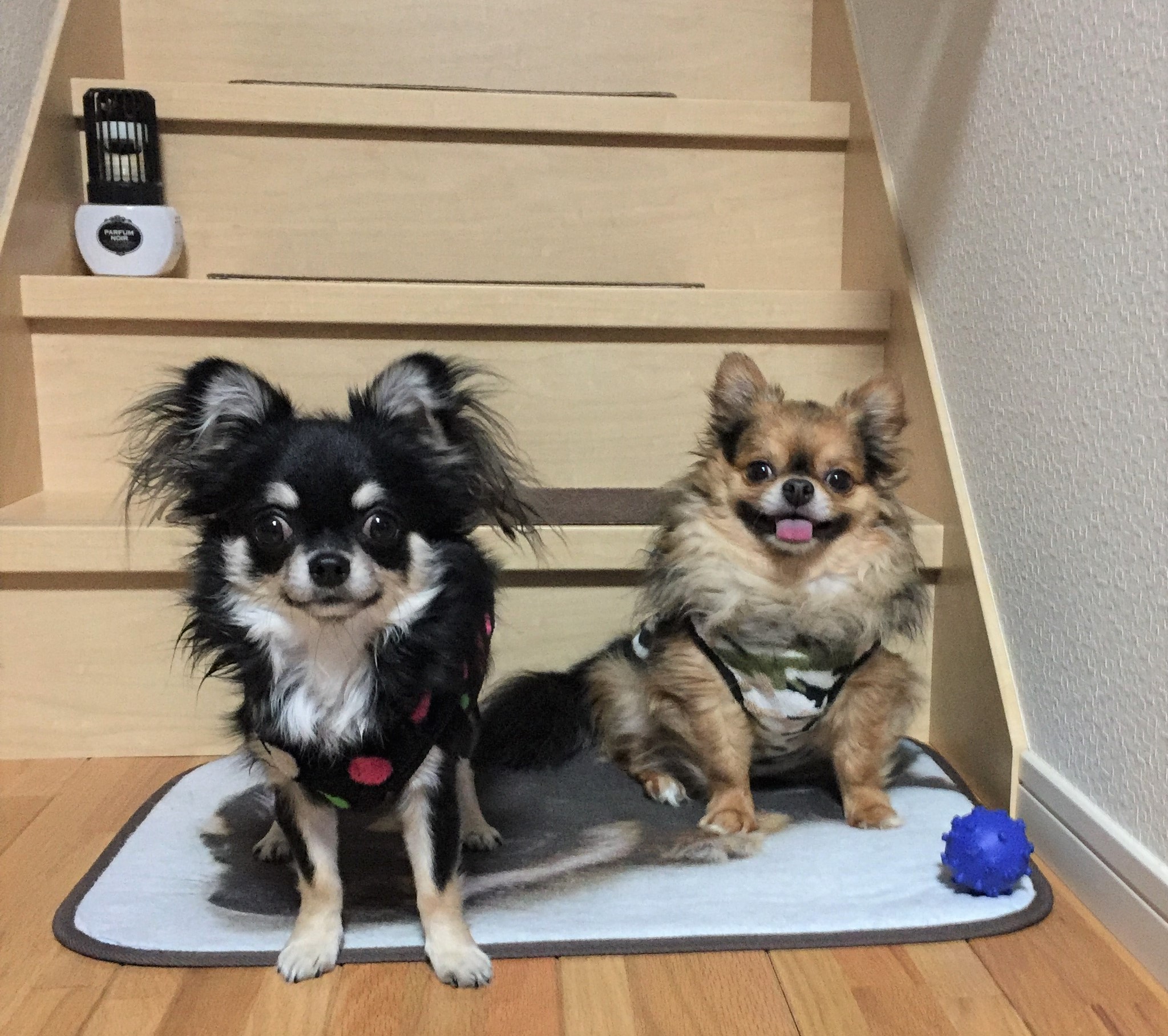 モコちゃん&千音