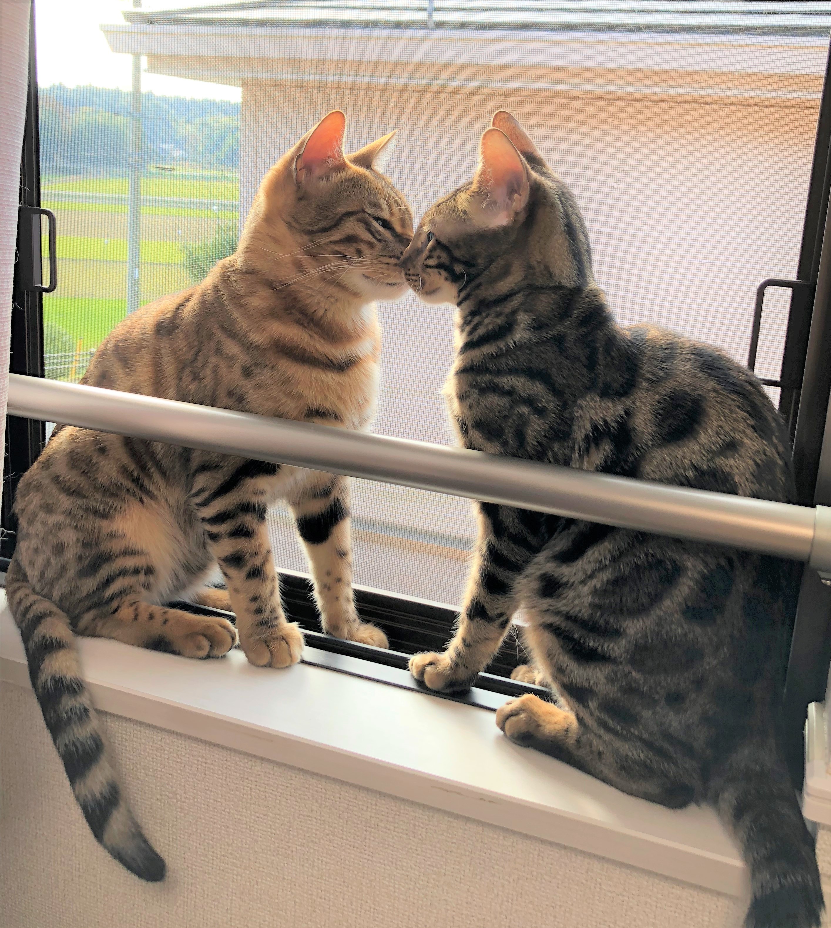 蛍丸ちゃん&清光