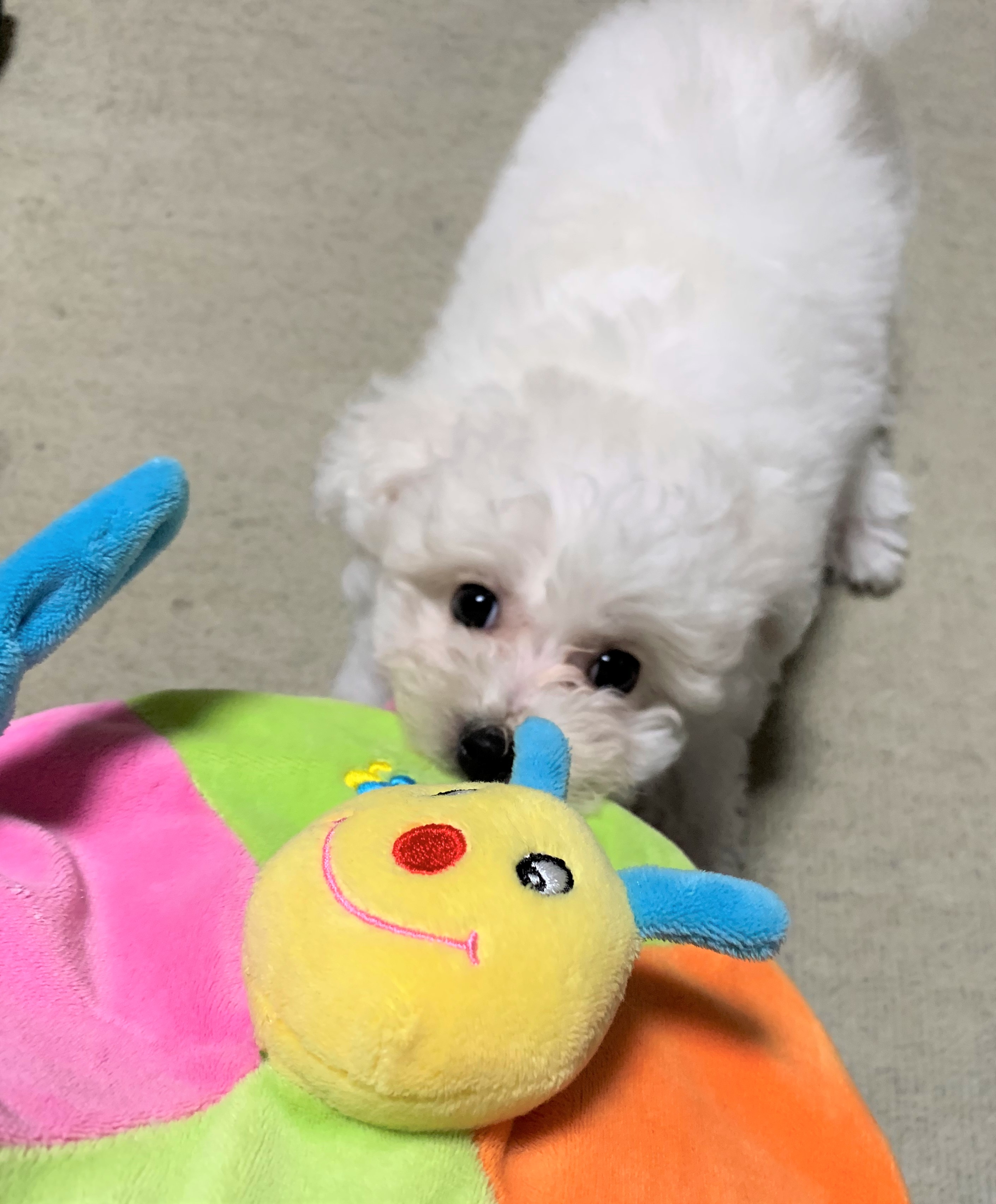 美空（みるく）