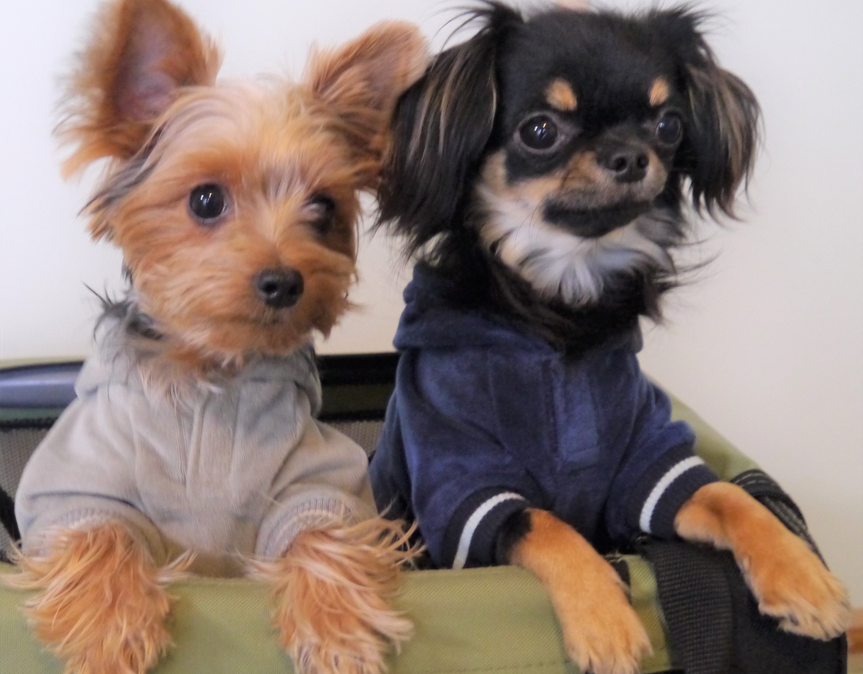 コジロウちゃん&ムサシ