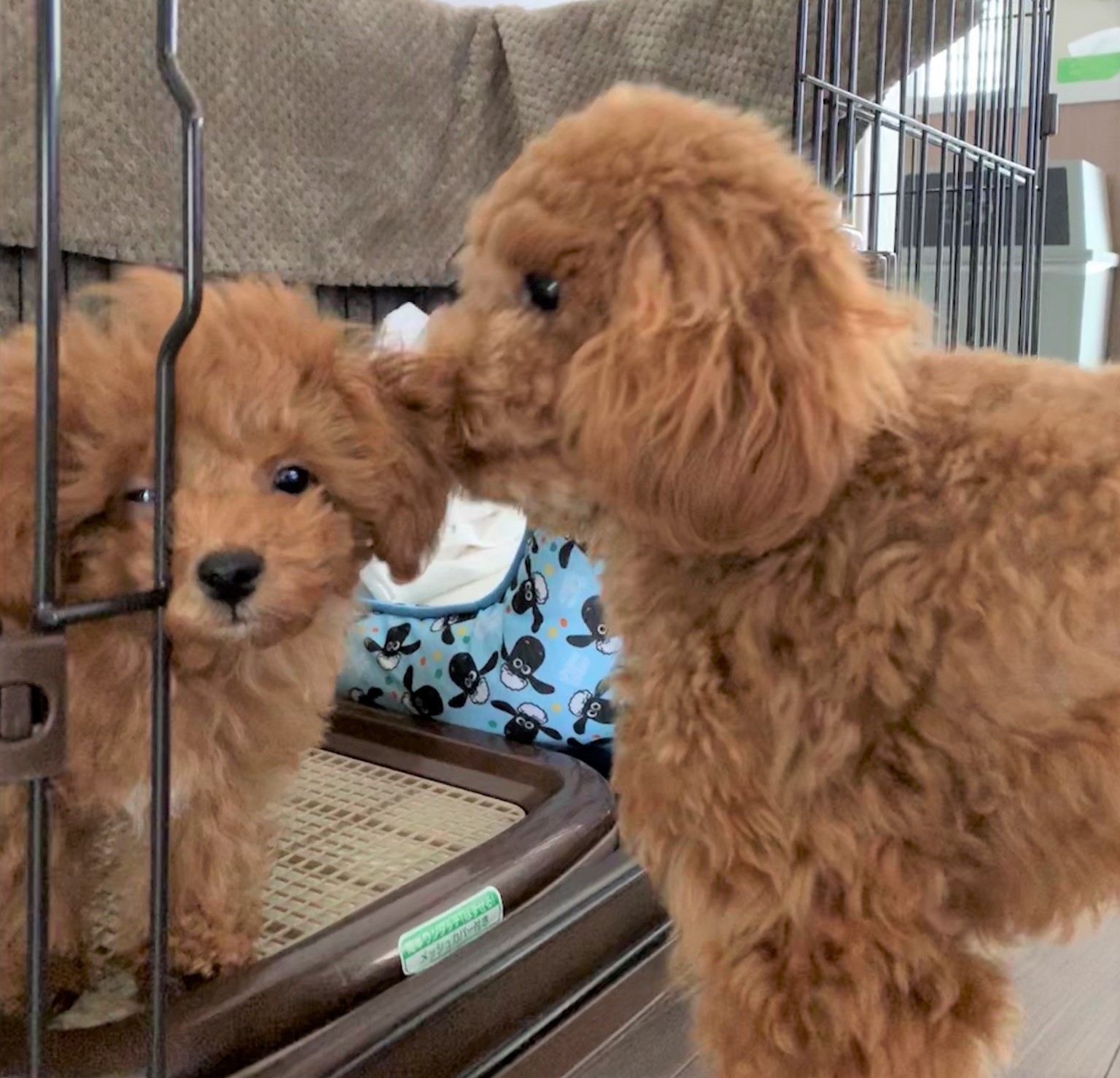 タルトちゃん&そら