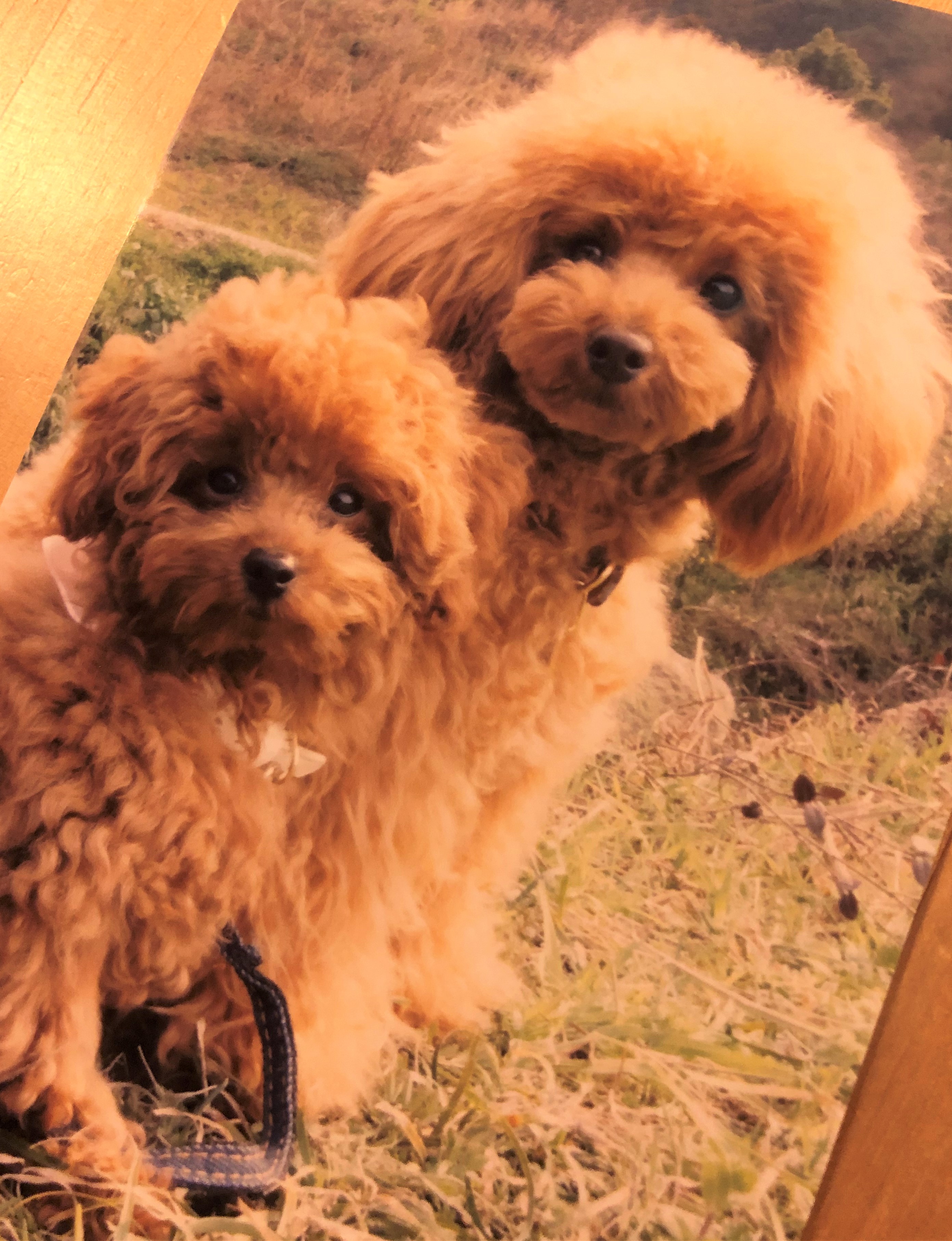 まぐろちゃん&わかめ