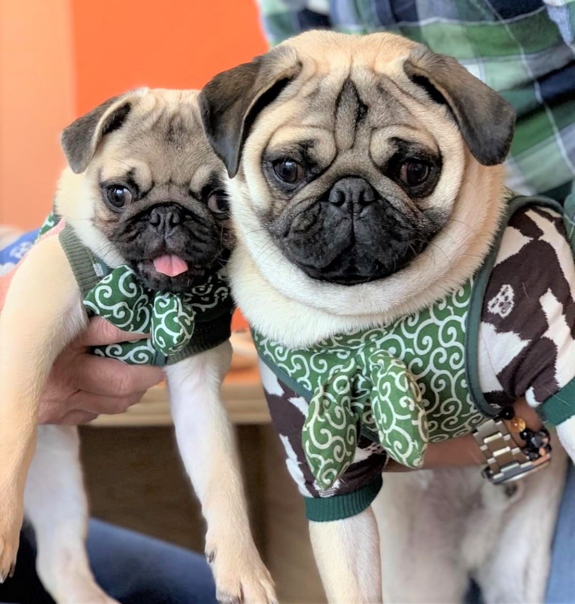 ヘラクレスちゃん&ポセイドン