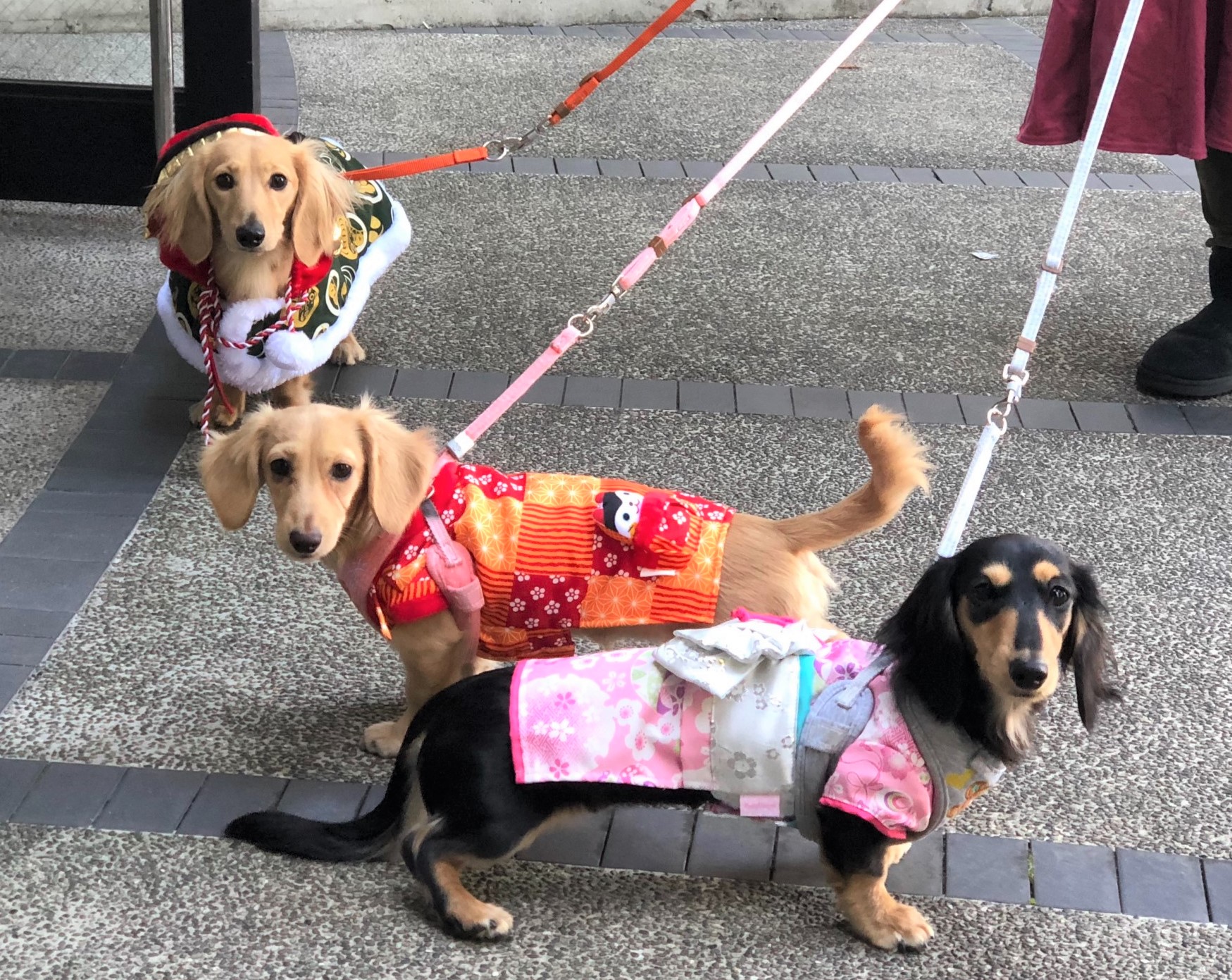 あおいちゃん&ななえちゃん&さくら