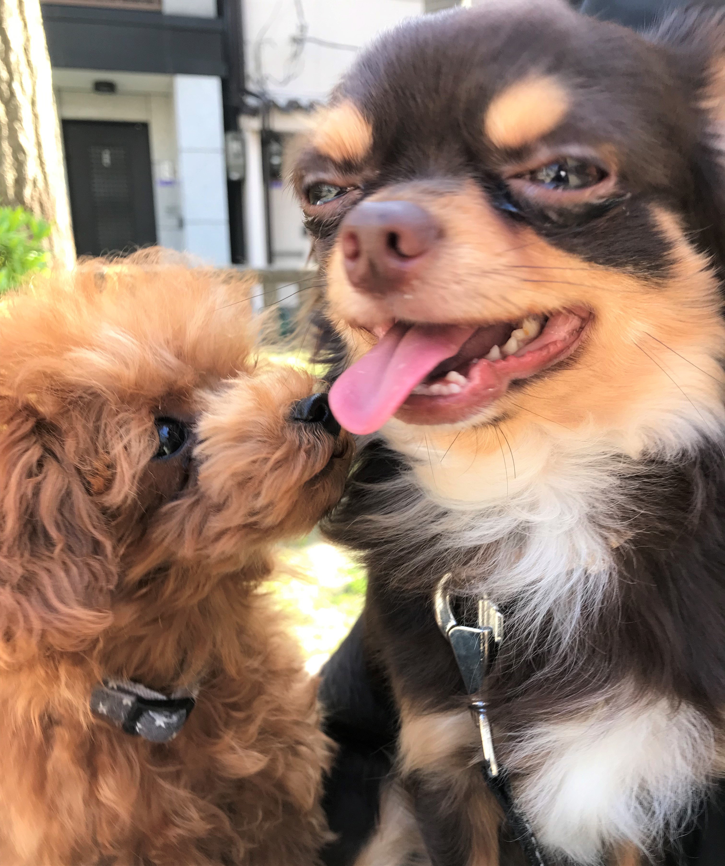 ロークちゃん&ぷー太