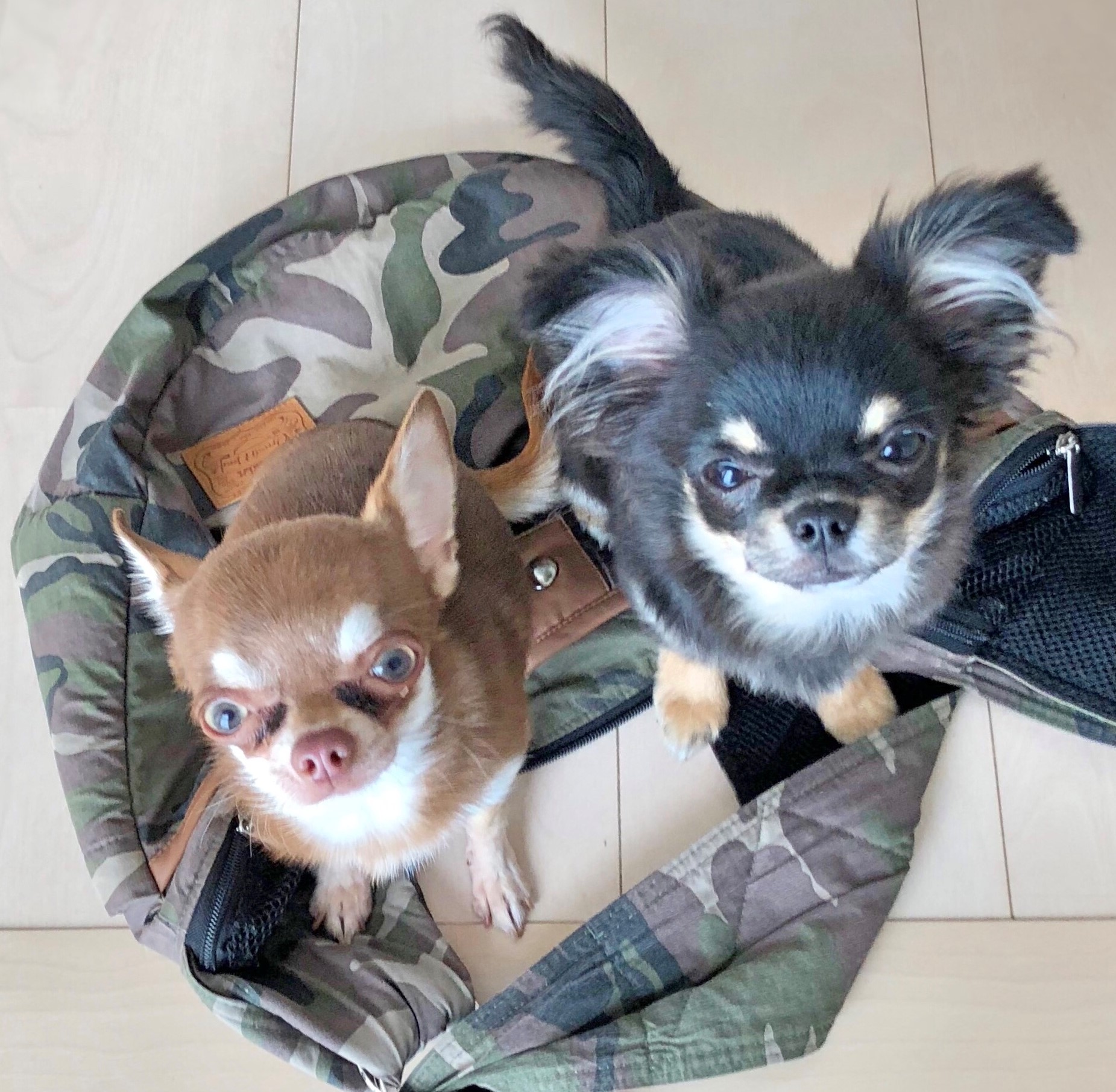 ショコマロちゃん&エマ