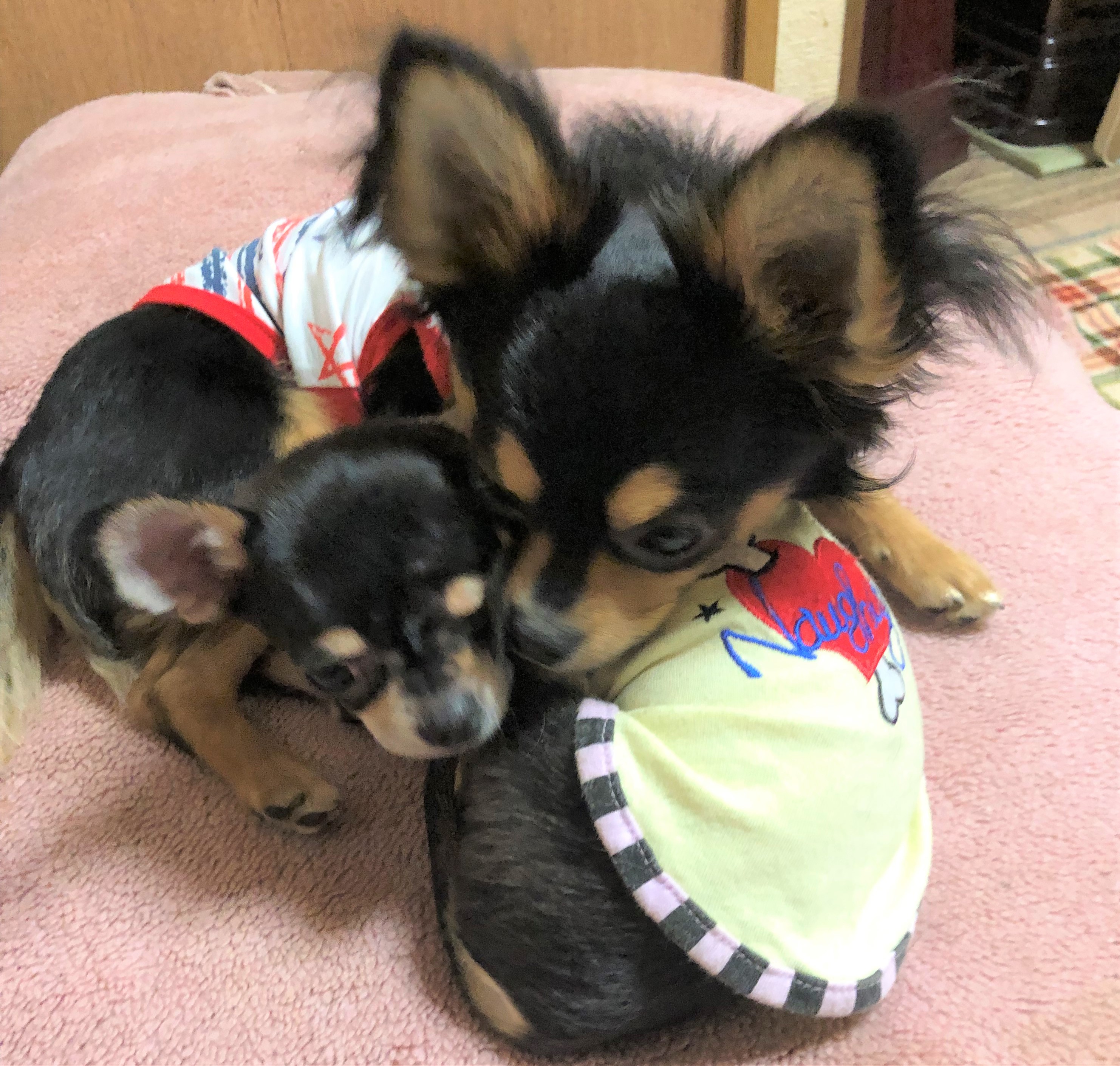 レボちゃん&ユメ