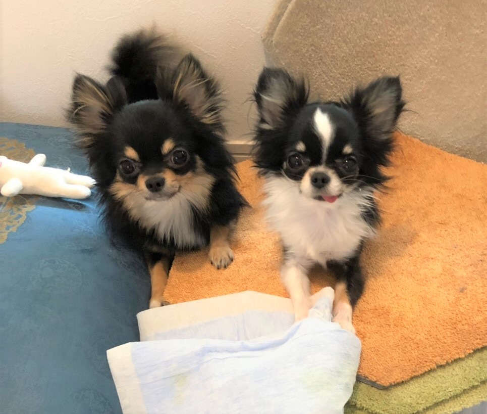 きなこちゃん&だいず