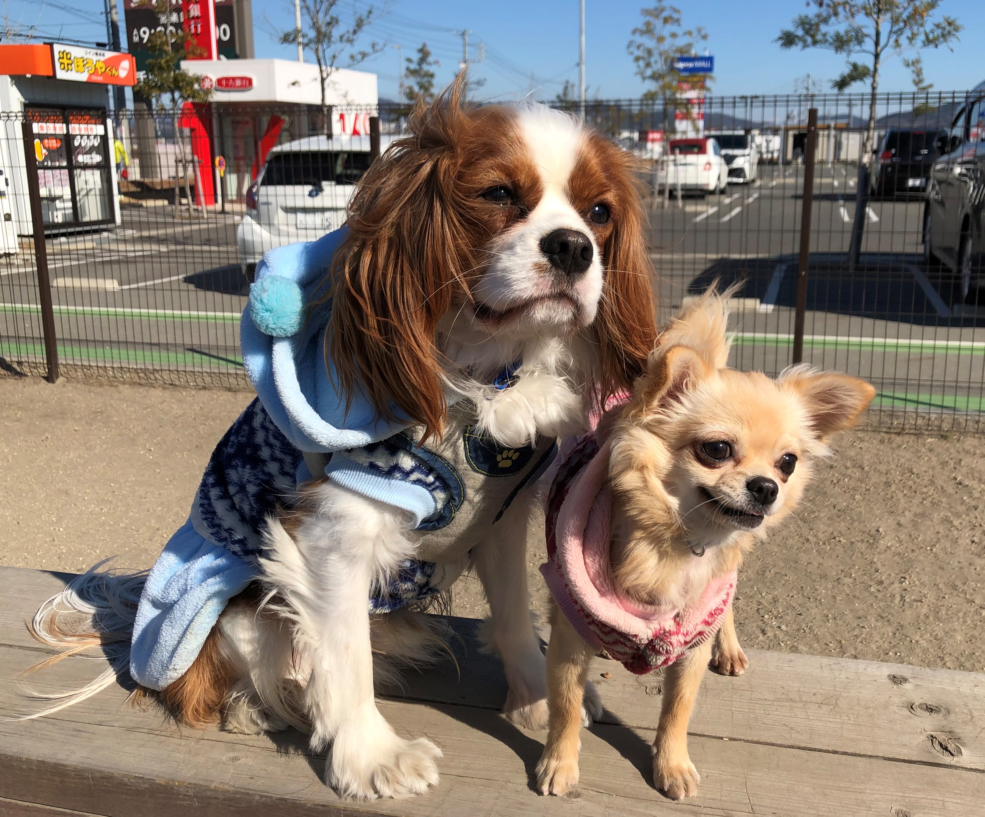 ポロちゃん&ララ