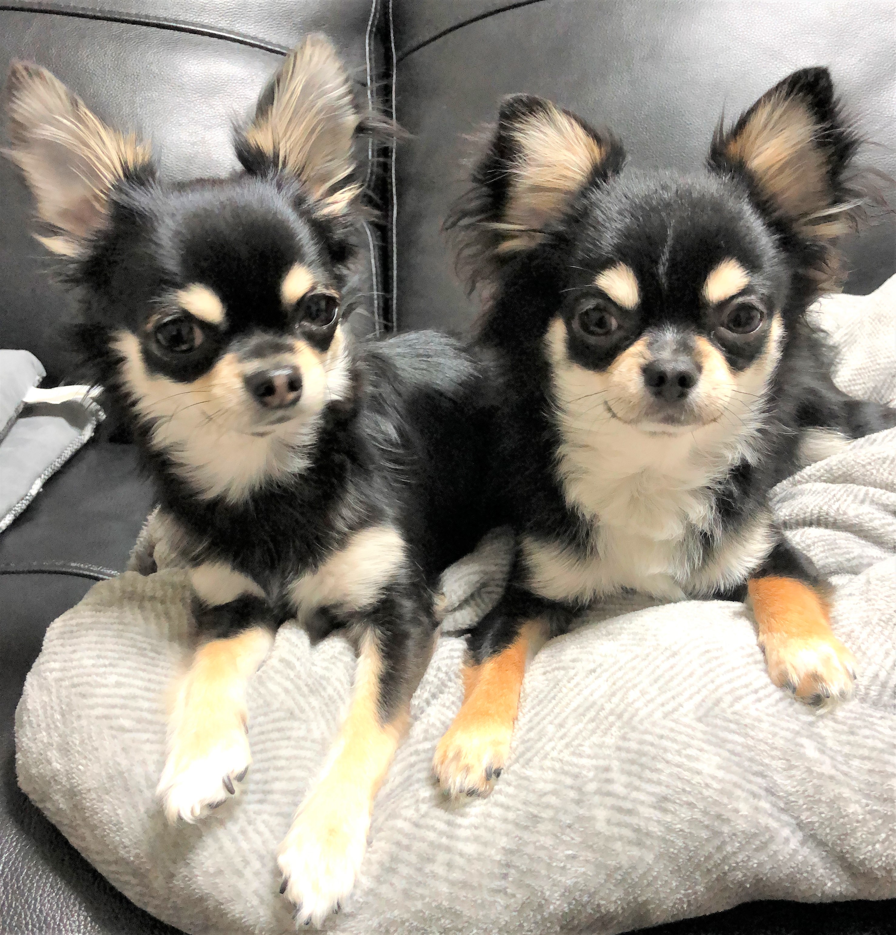 ココアちゃん&レオン