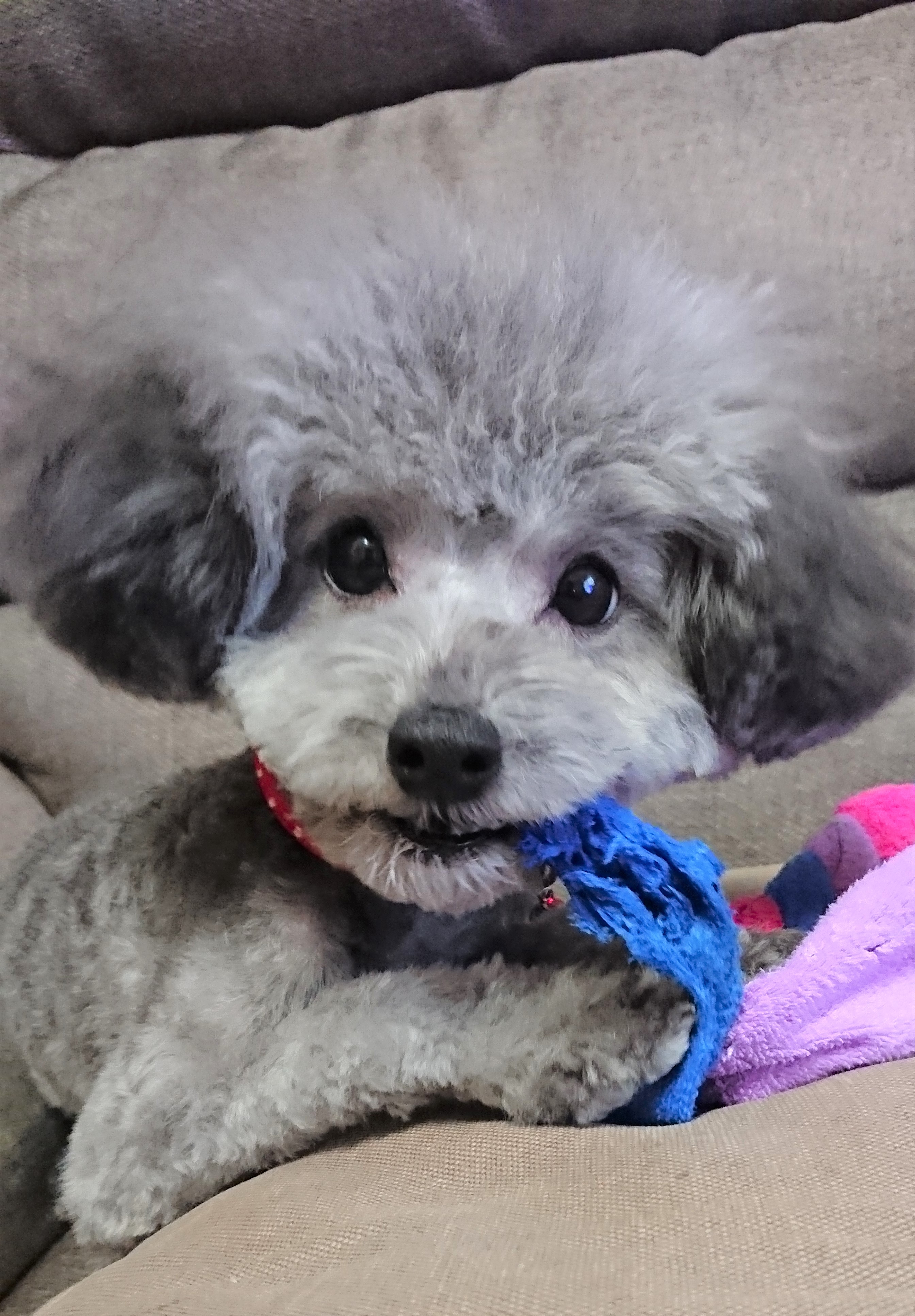 チョコちゃん&モナカちゃん&あずき