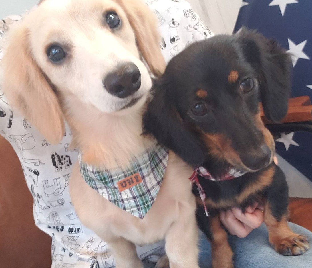 あずきちゃん&うに