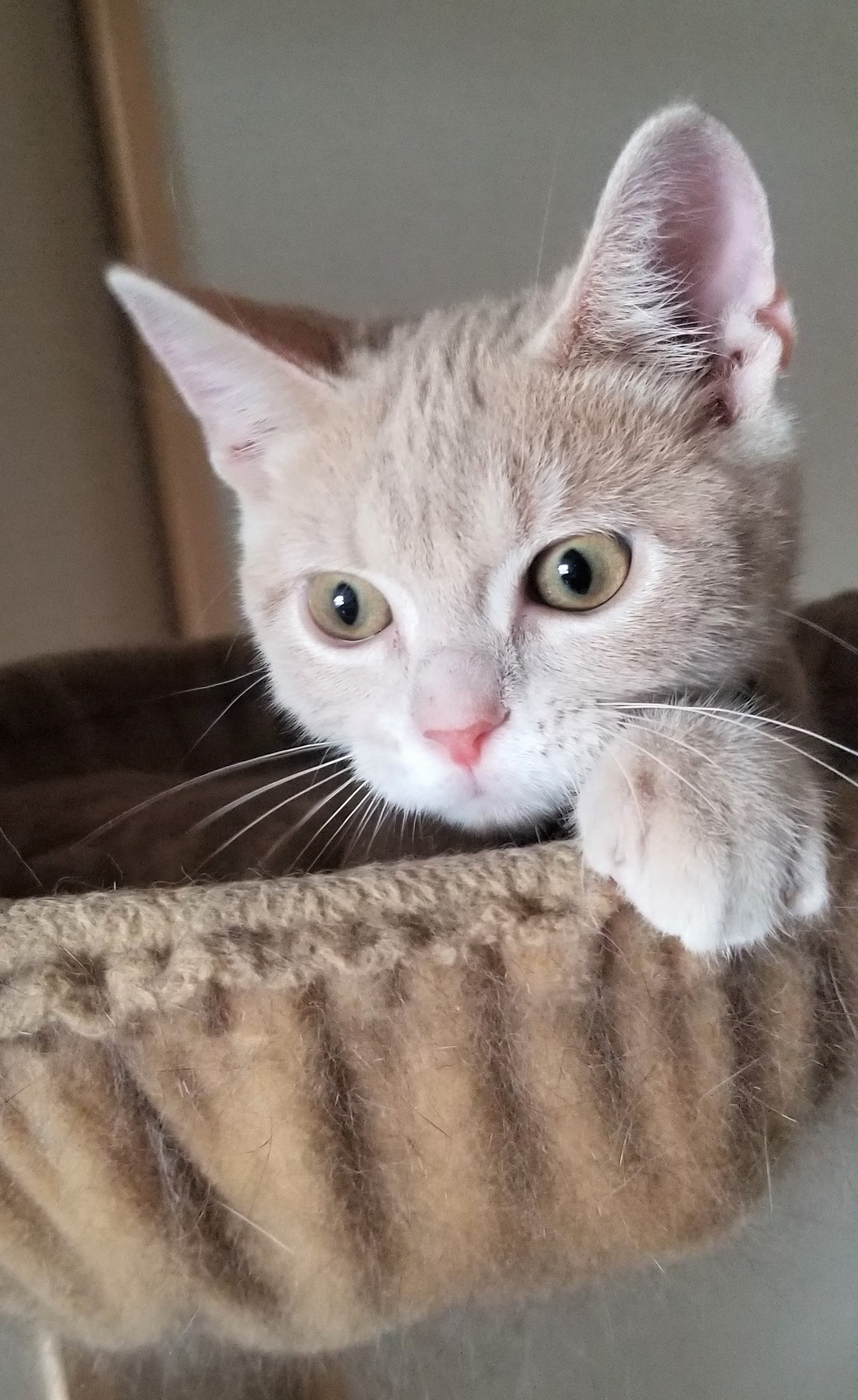 ちょこらちゃん&ちゃちゃちゃん&ミミ