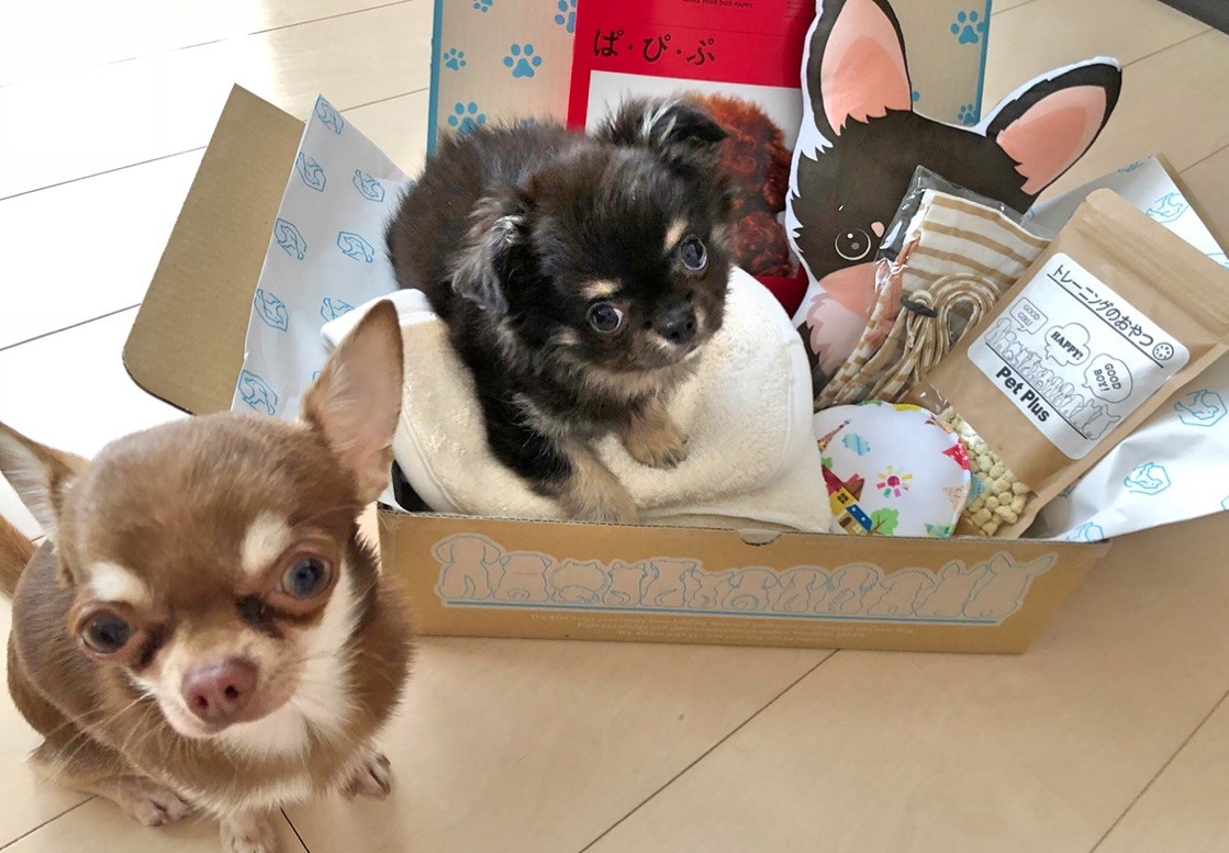 ショコマロちゃん&エマ