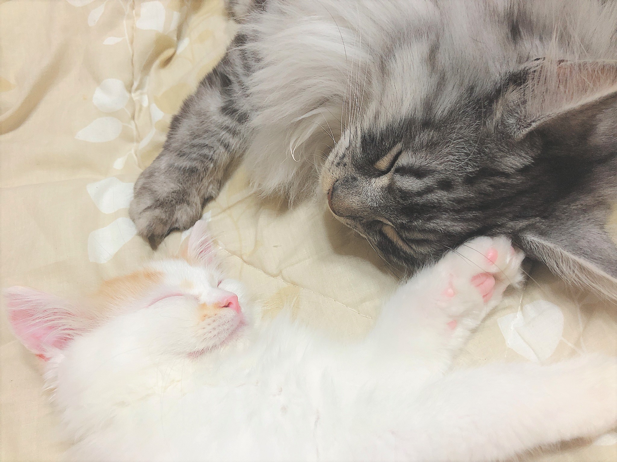 りきちゃん&嵐雅