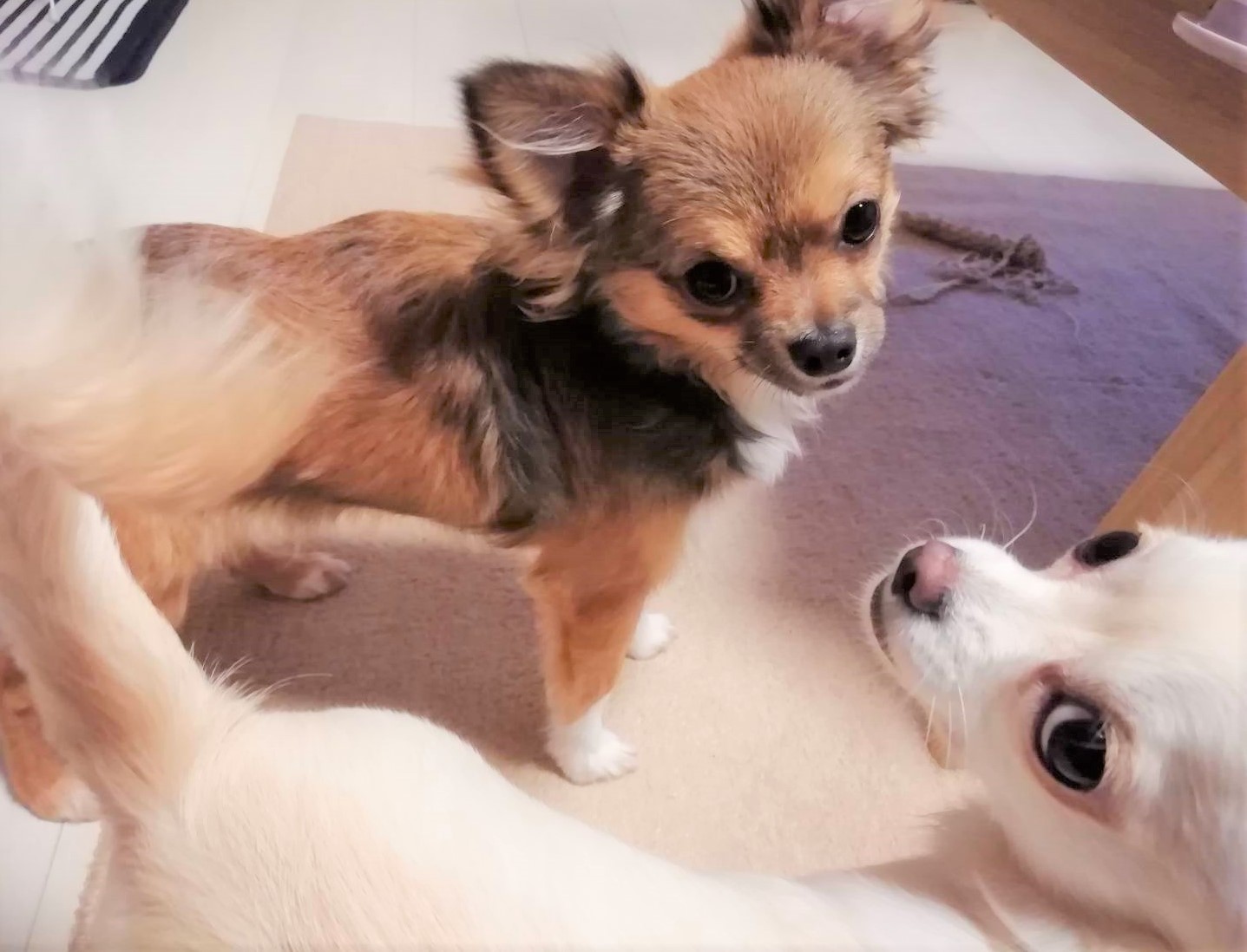 アリスちゃん&ノエル