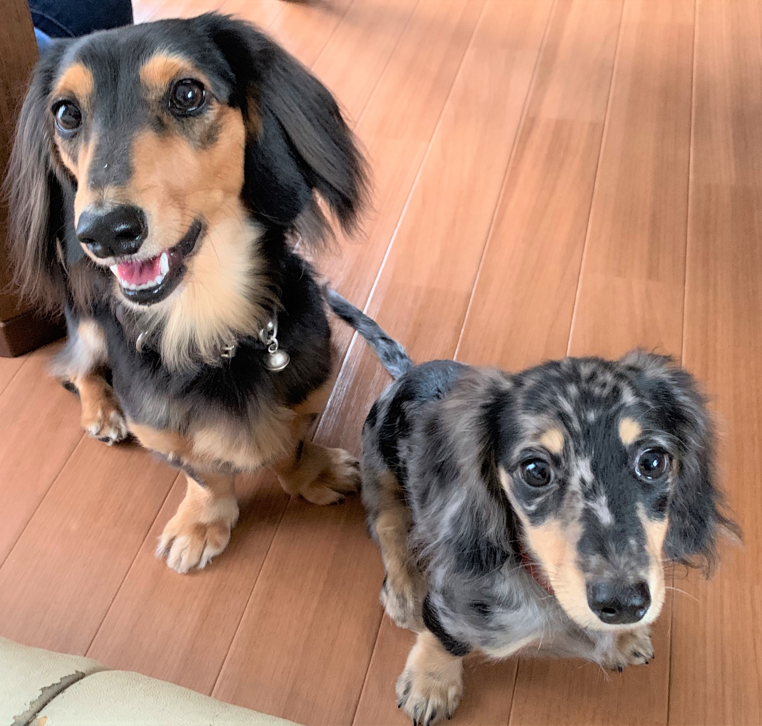 ココちゃん&凛&凛