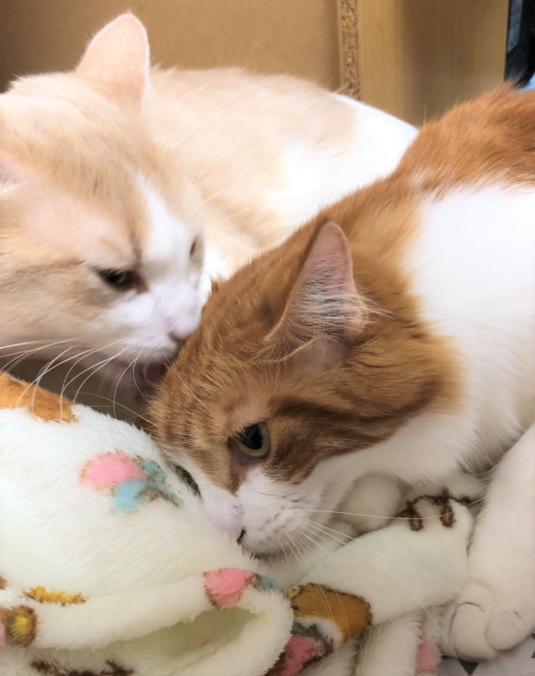 ななちゃん&めい