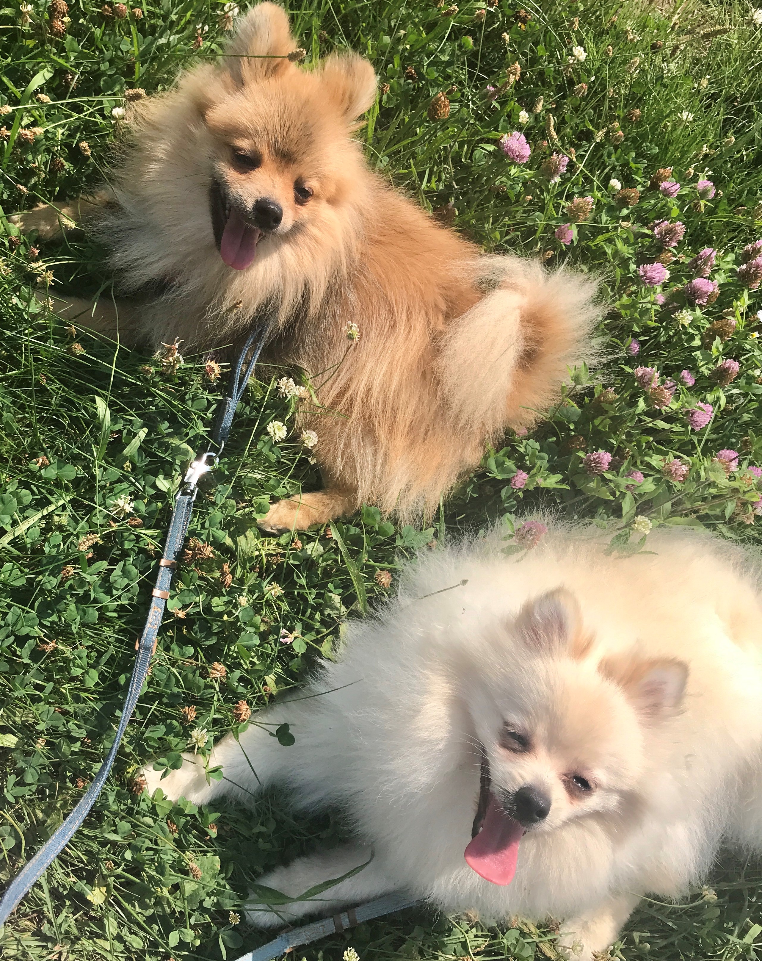 こころちゃん&ふぶき