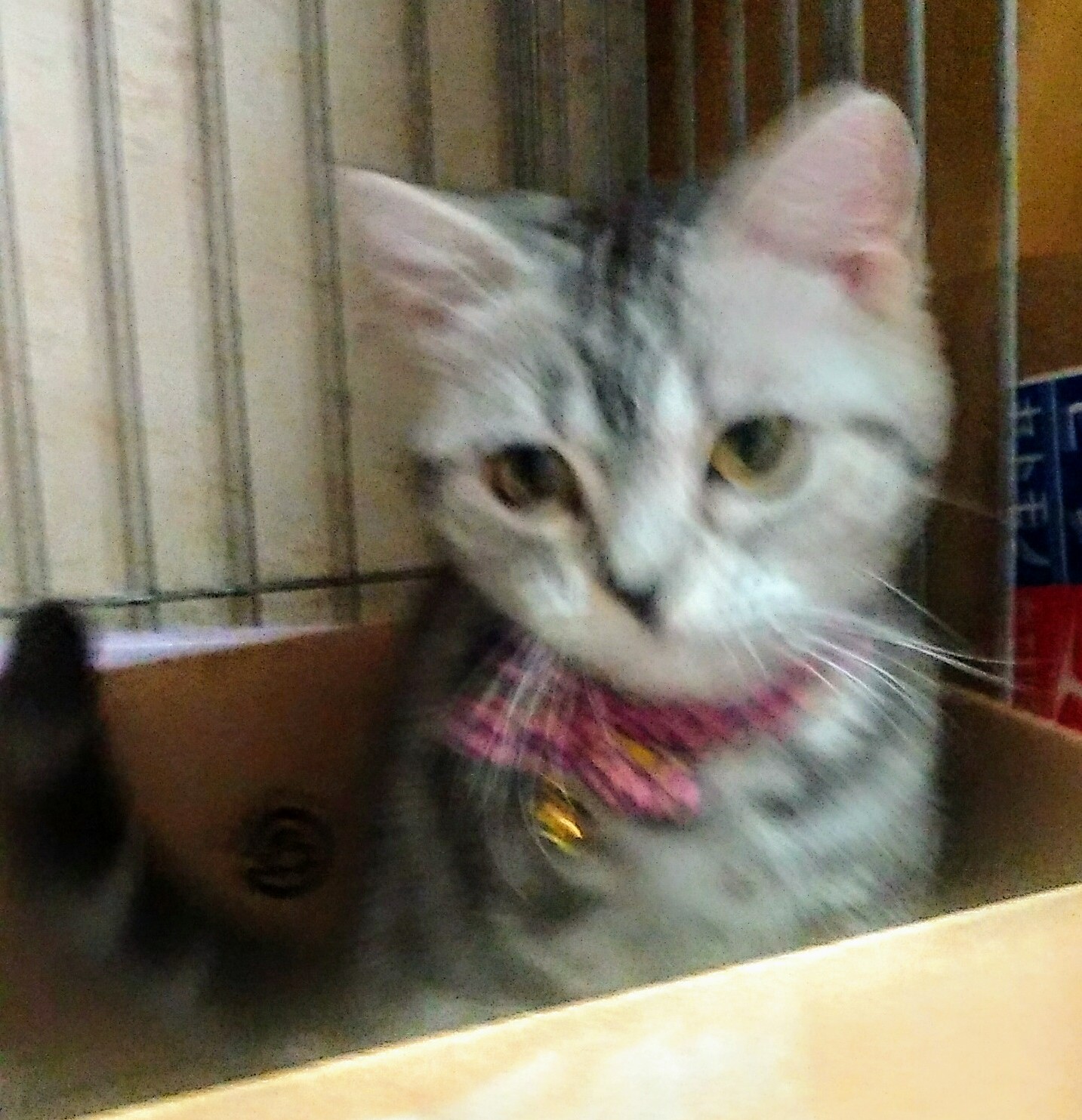 愛咲里(あさり)