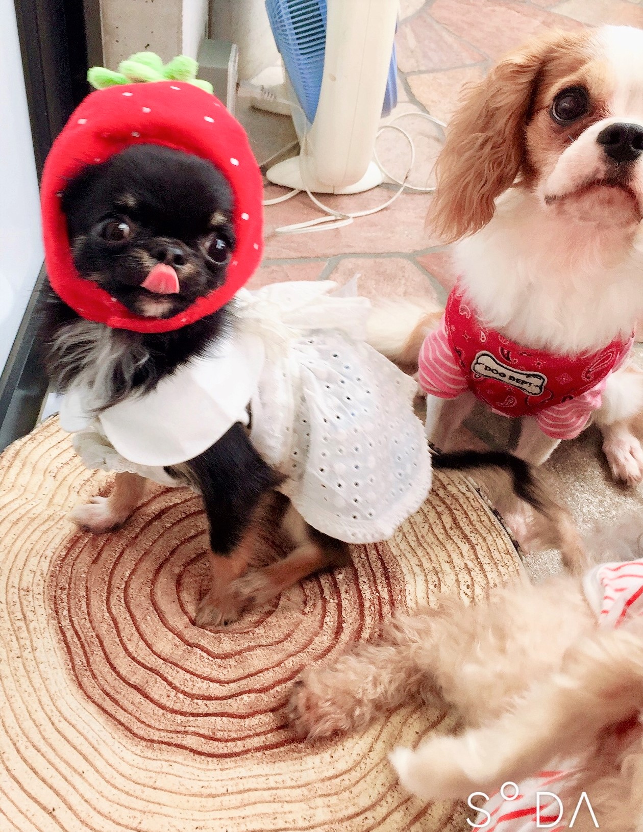 ポイポイちゃん&小狼