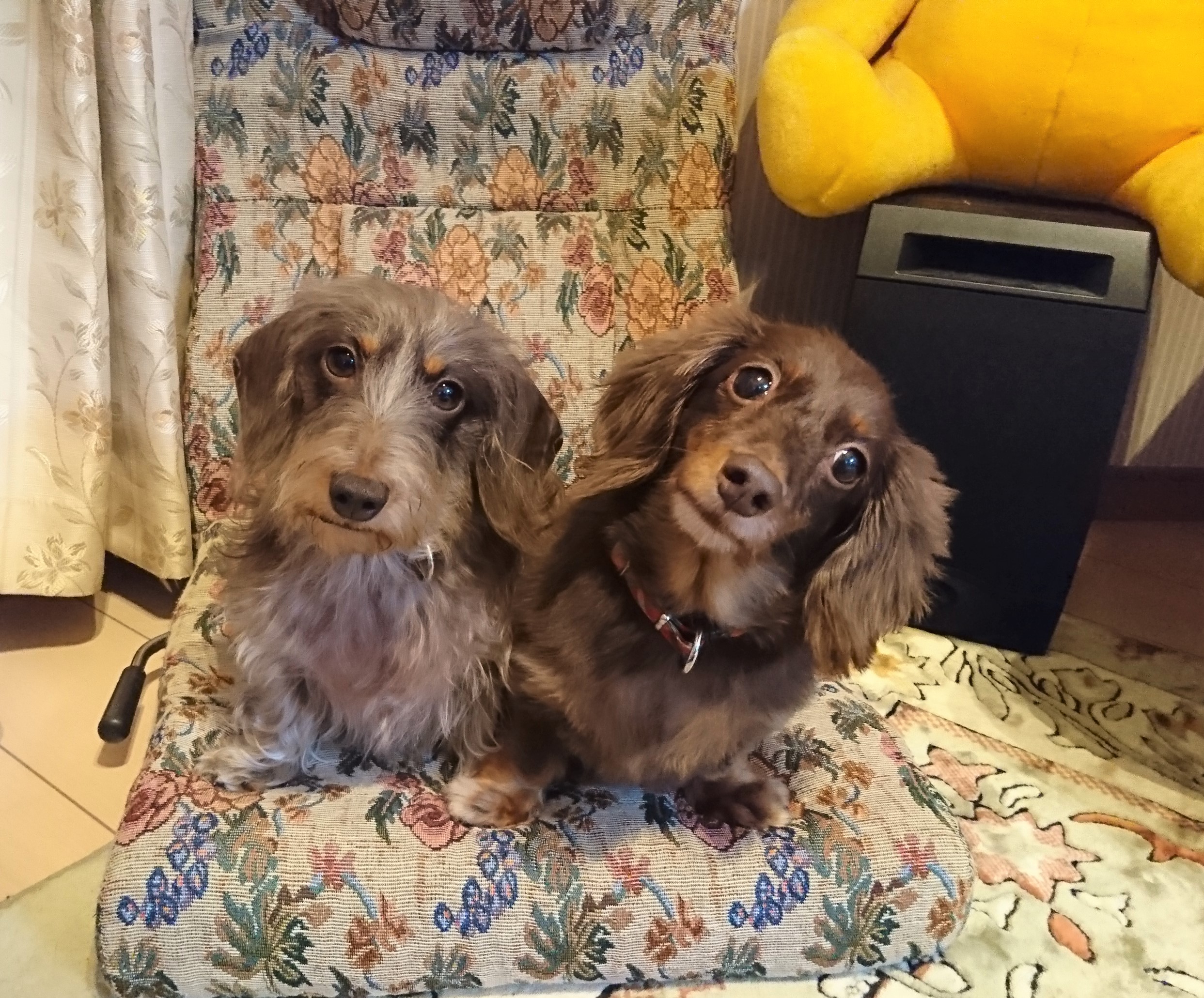 チョコちゃん&マロン