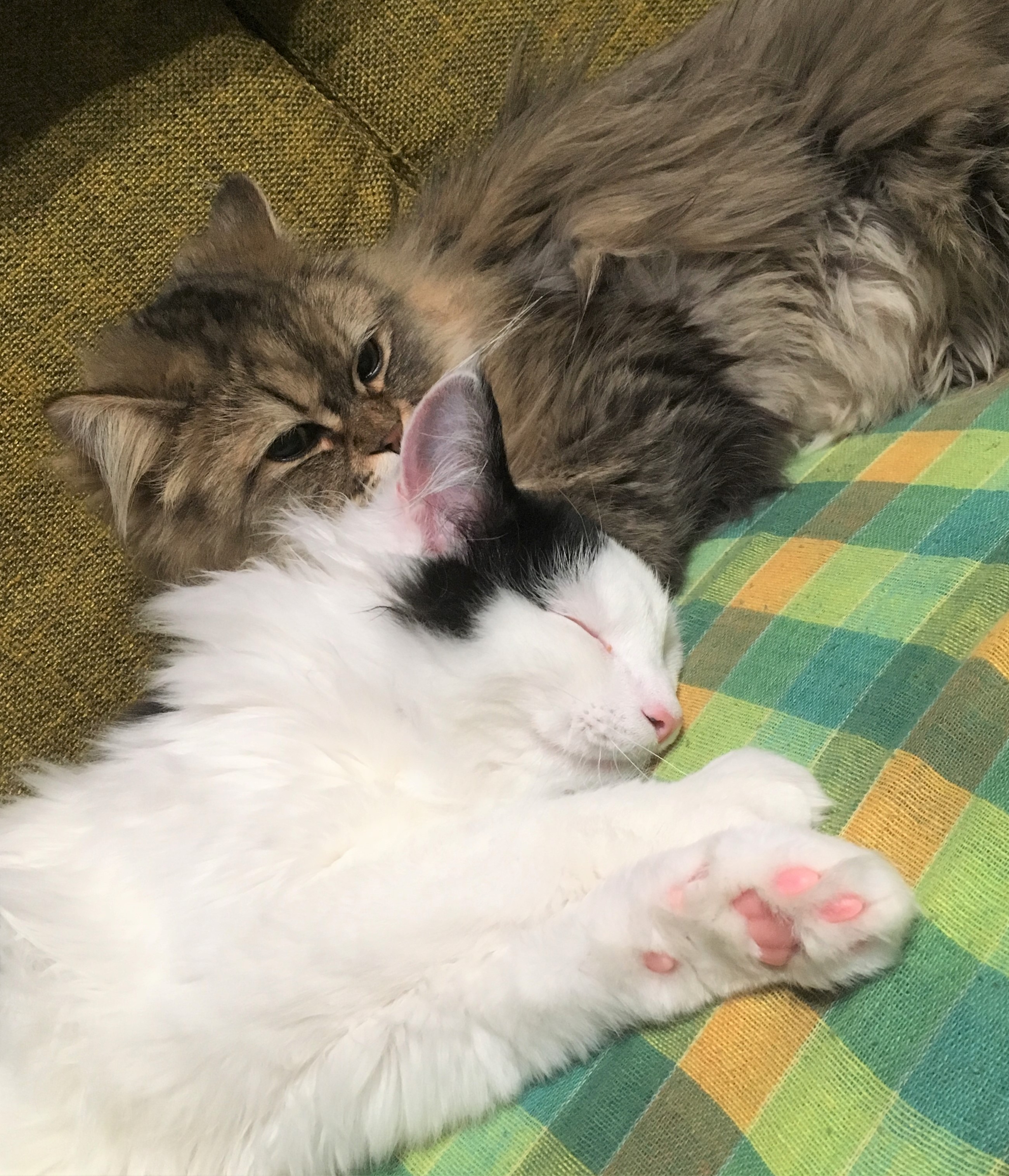 茶太郎ちゃん&しろ介