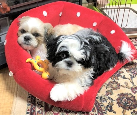 ころちゃん&とと