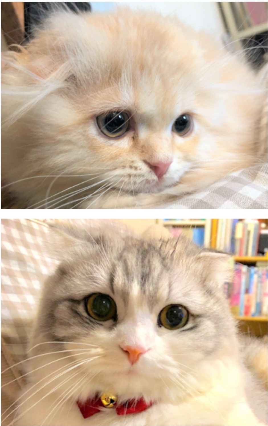 小毬ちゃん&手毬