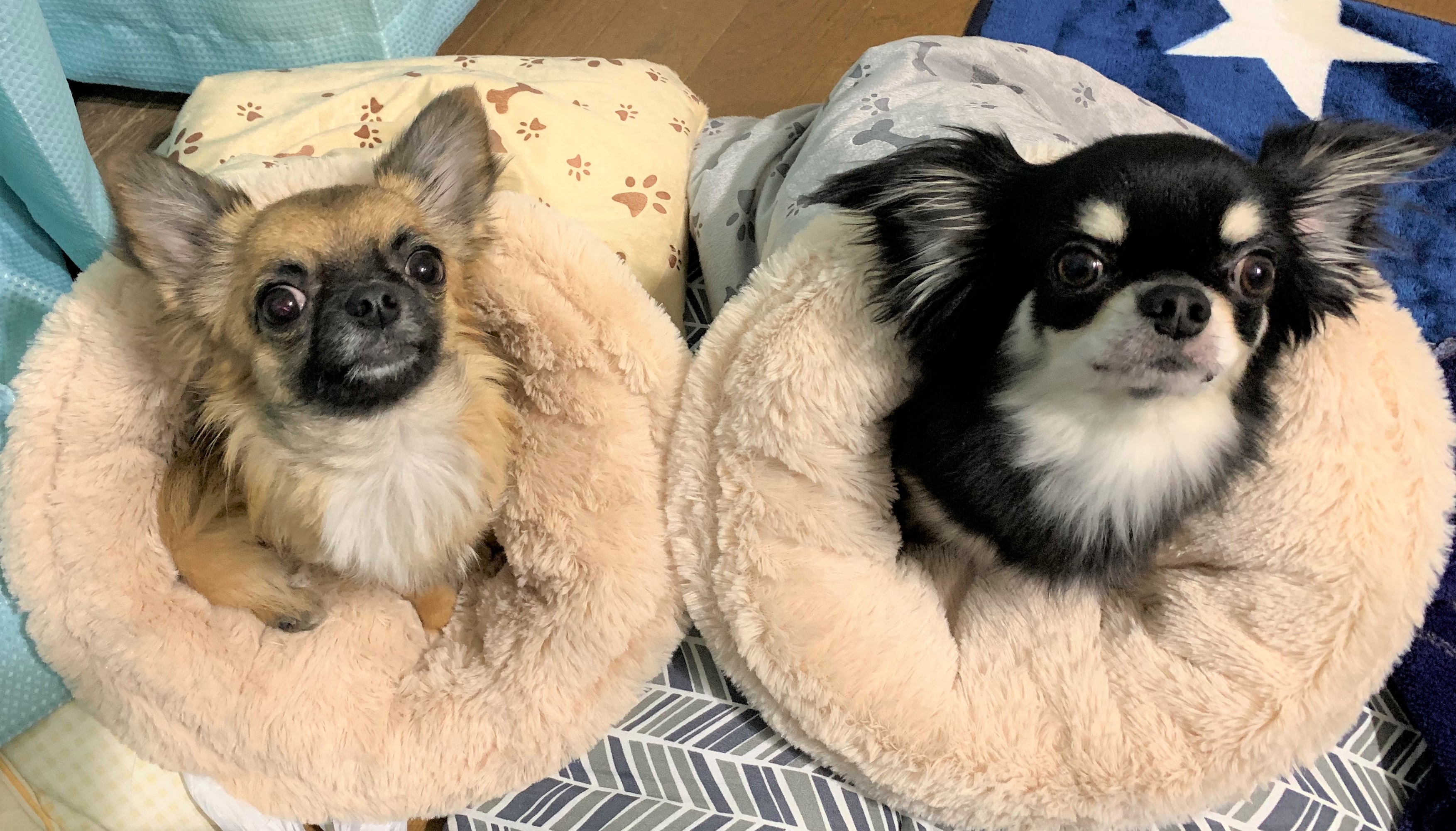 ふわりちゃん&きらり