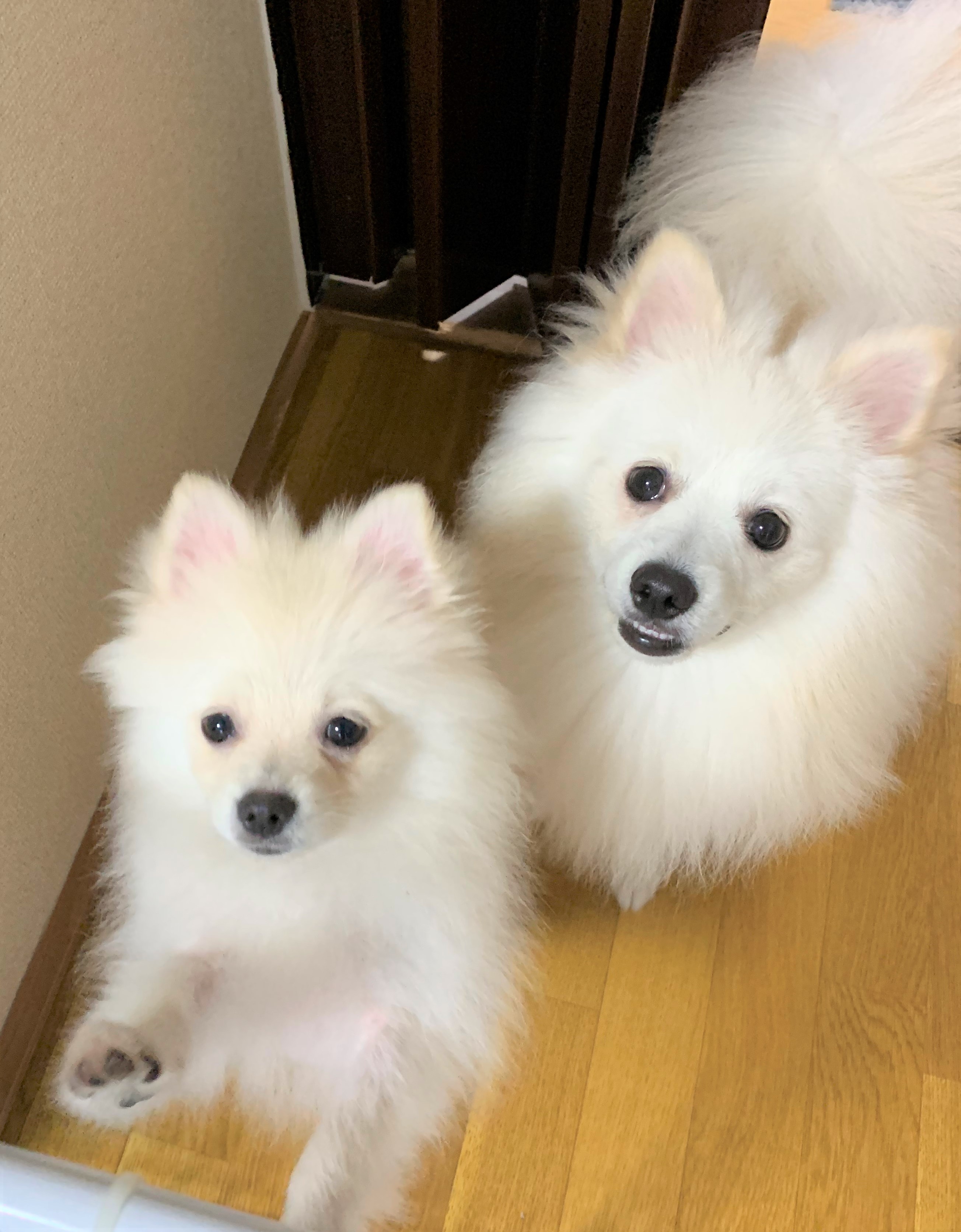 コハクちゃん&ポテト