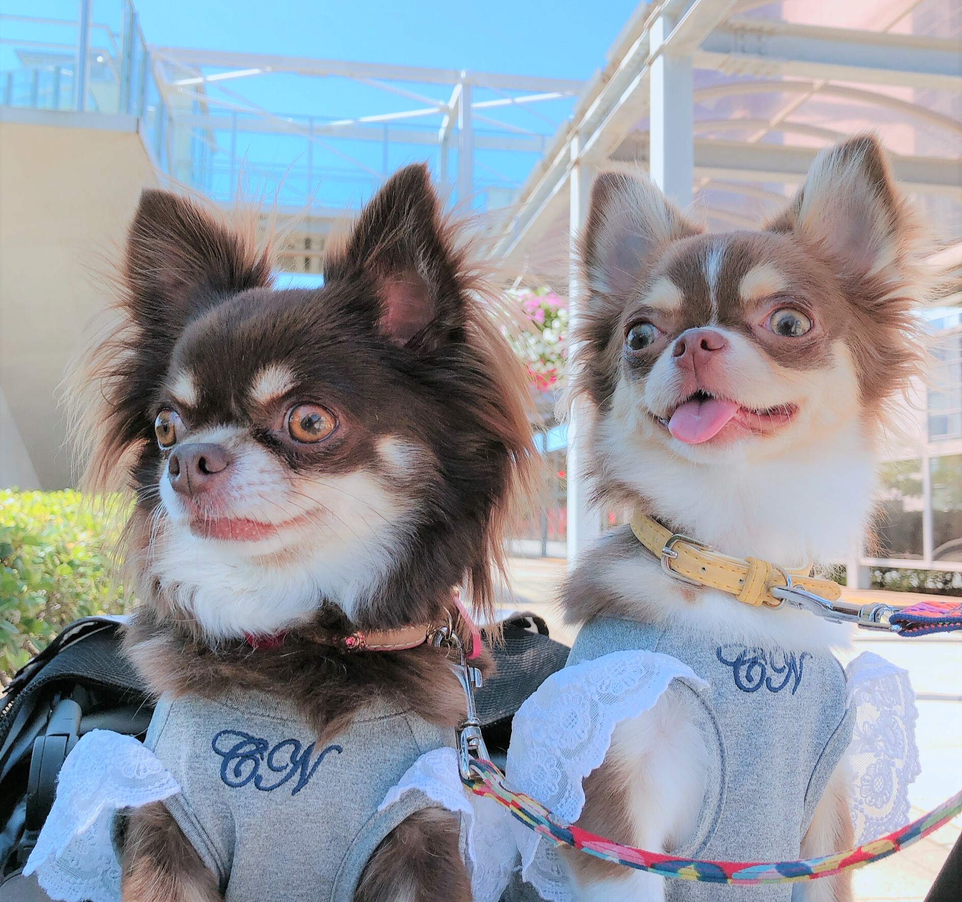 もかちゃん&ゆず