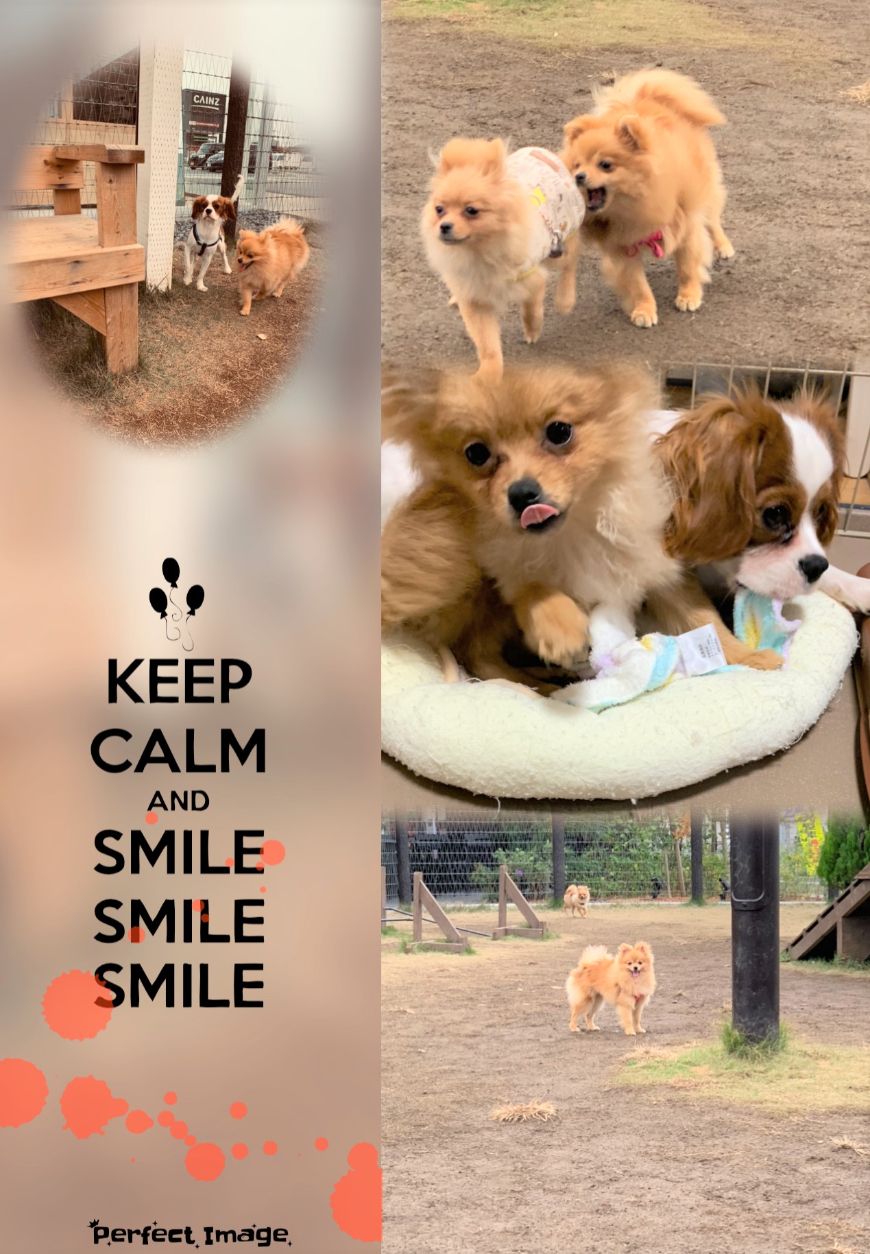 ゆきちゃん&諭吉ちゃん&コロ助