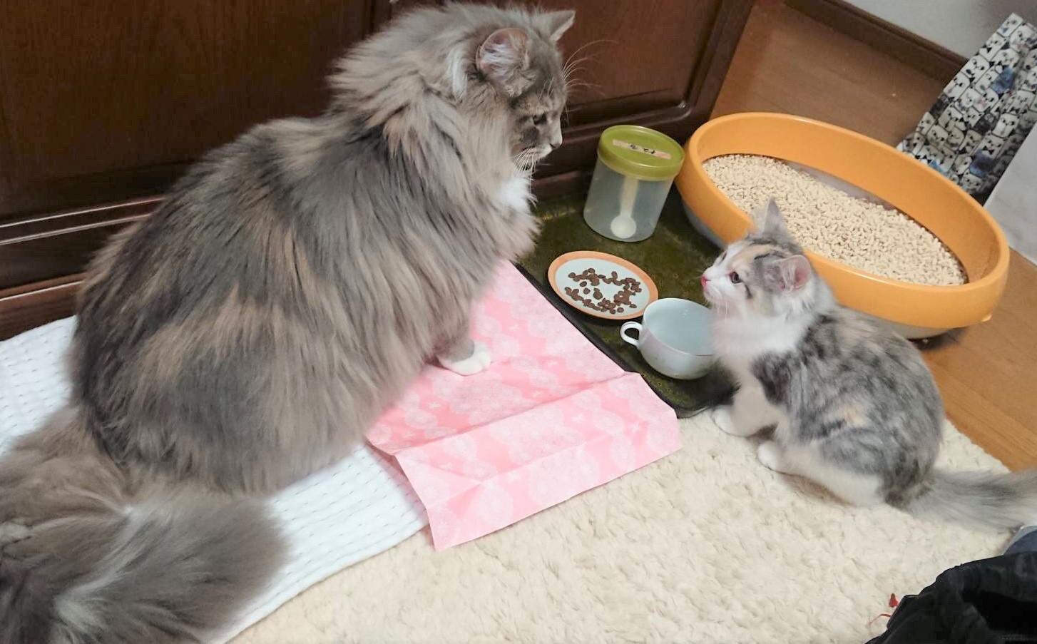 ジャンちゃん&ねる