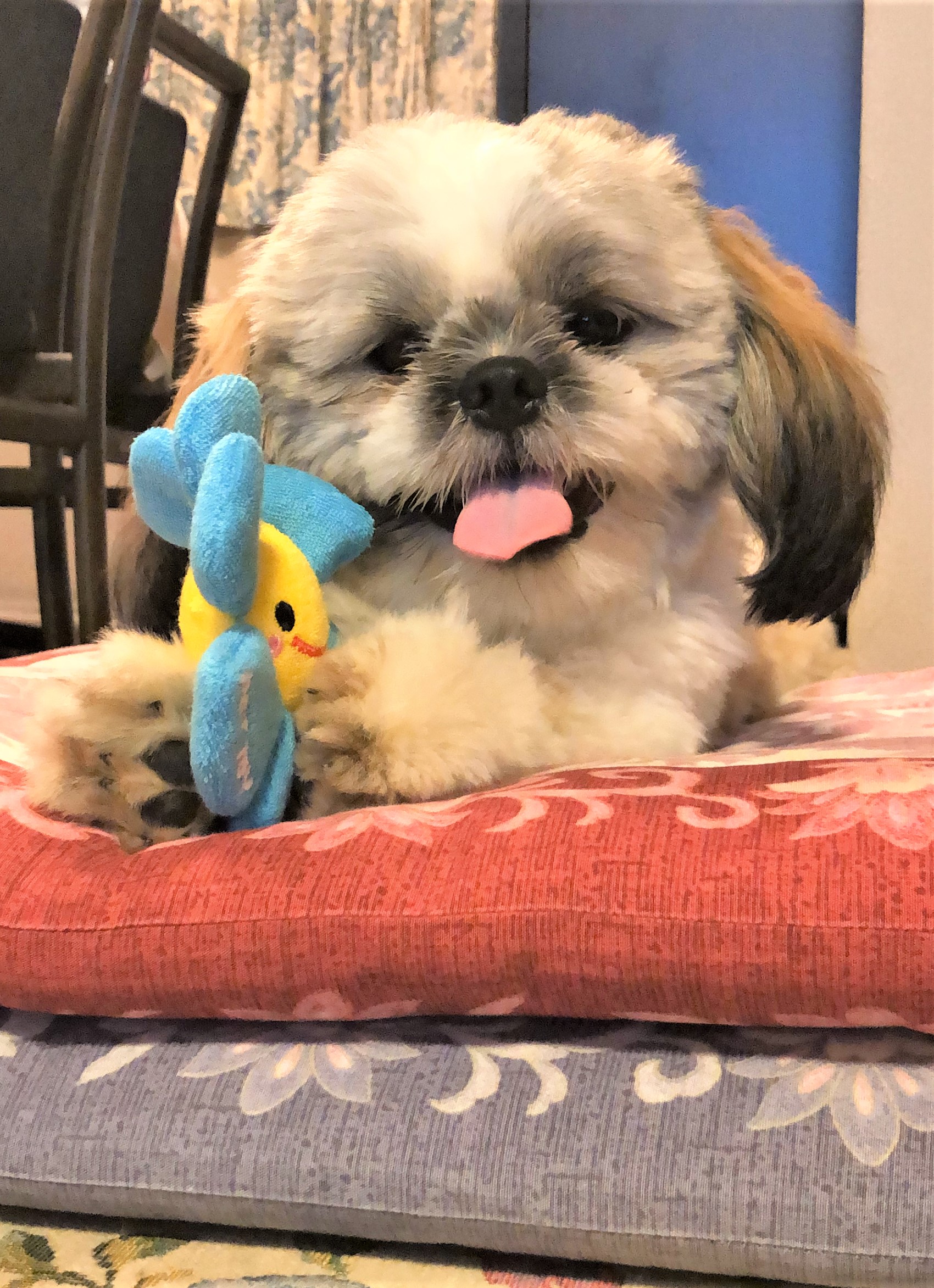 泰山（ターザン）