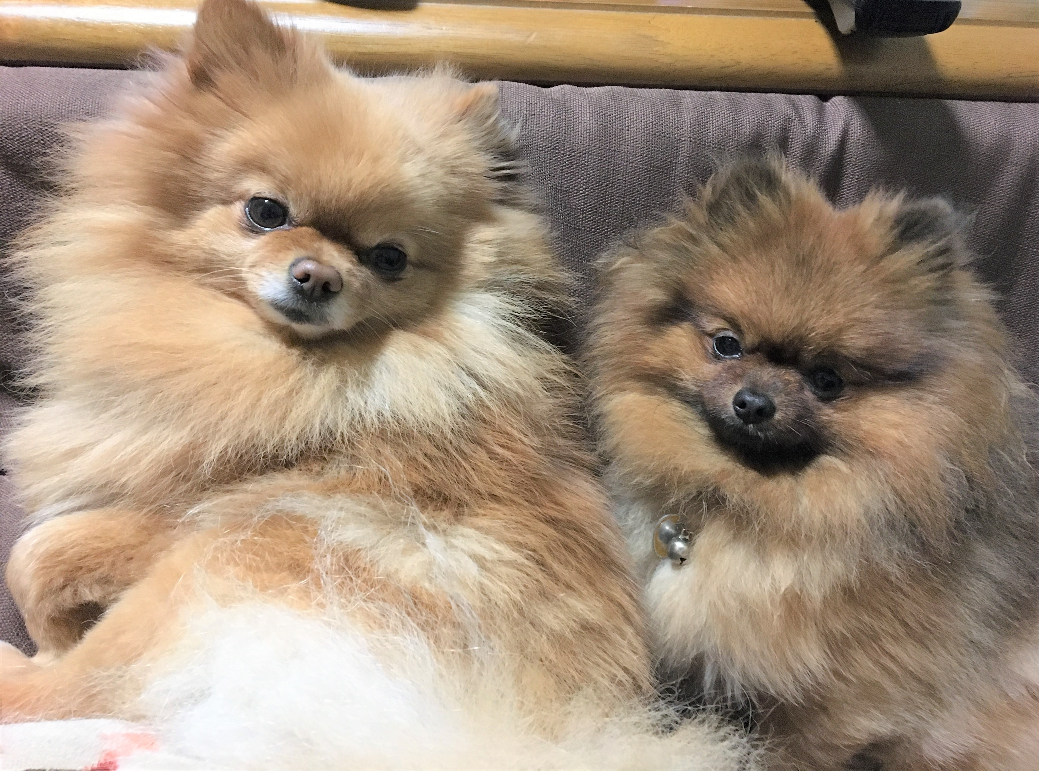 みるくちゃん&ここあ