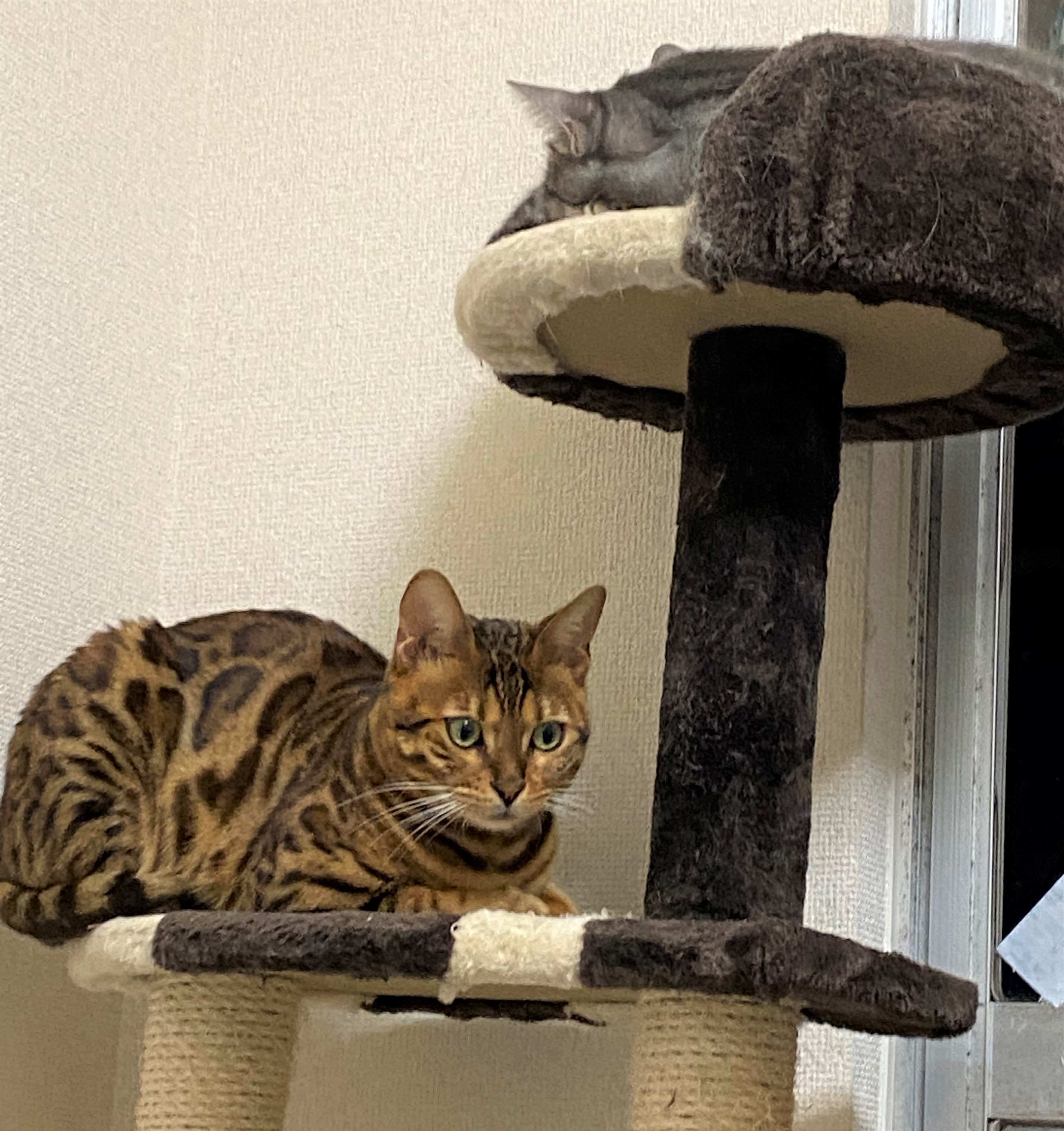 ようちゃん&あんず